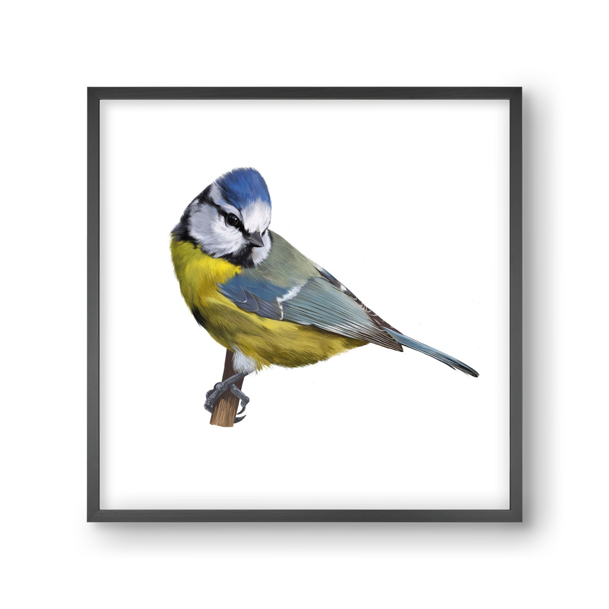 Kék cinege, 30x30 cm (30x30 cm), Fekete keret