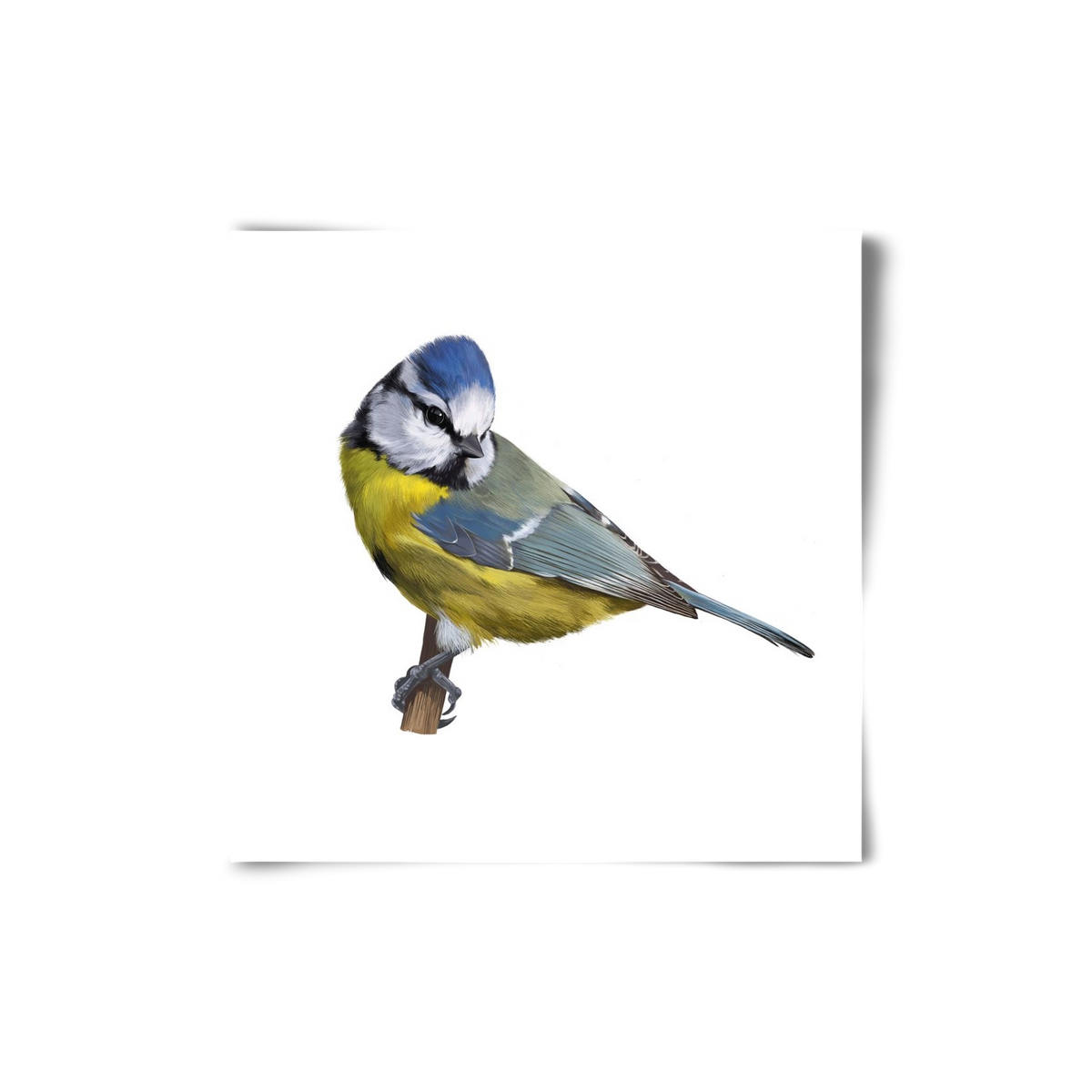 Kék cinege, 20x20 cm, Keret nélkül