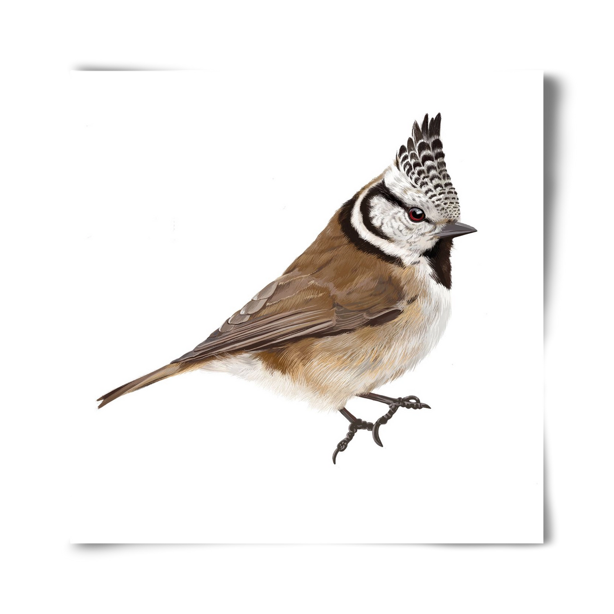 Búbos cinege, 40x40 cm, Keret nélkül