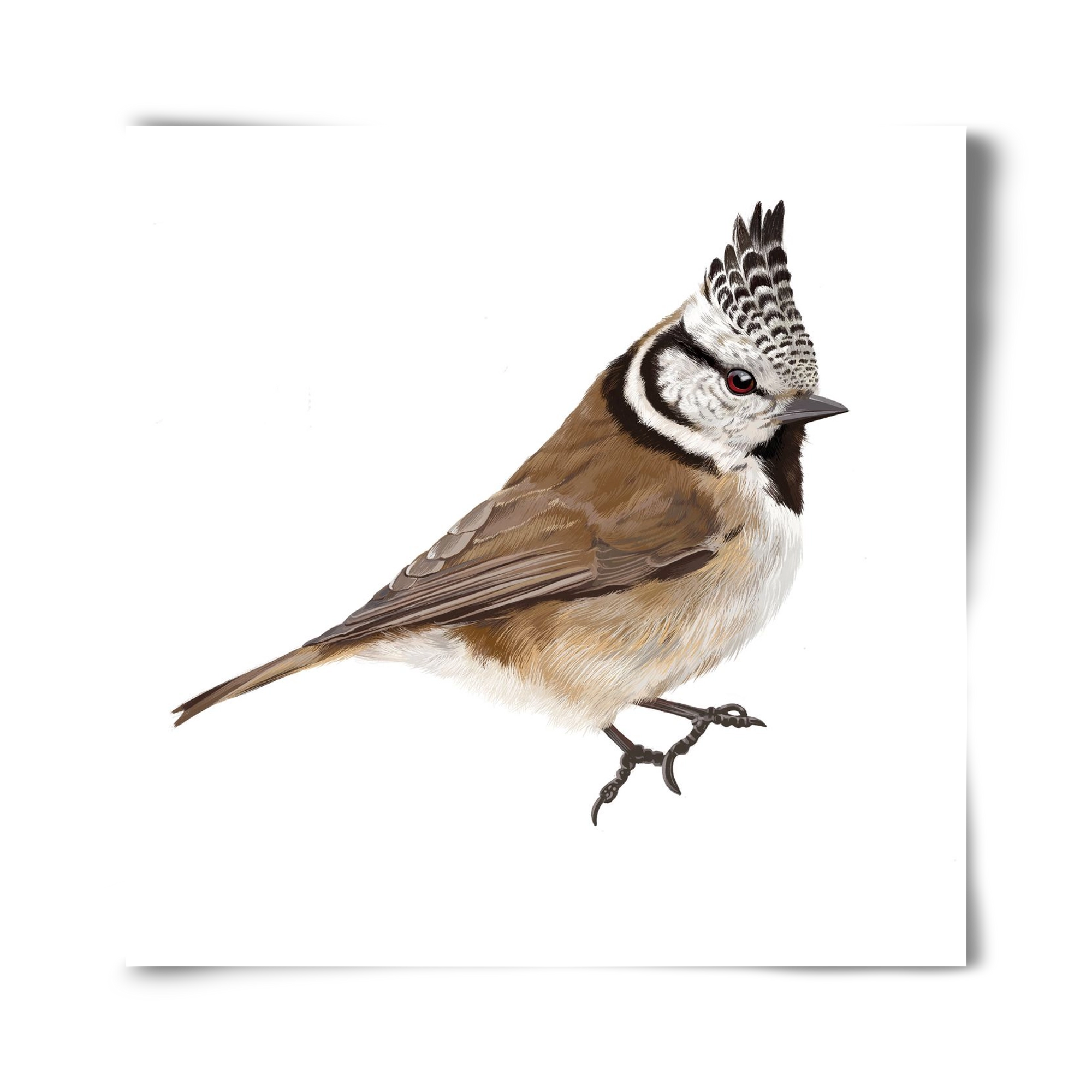 Búbos cinege, 40x40 cm, Keret nélkül