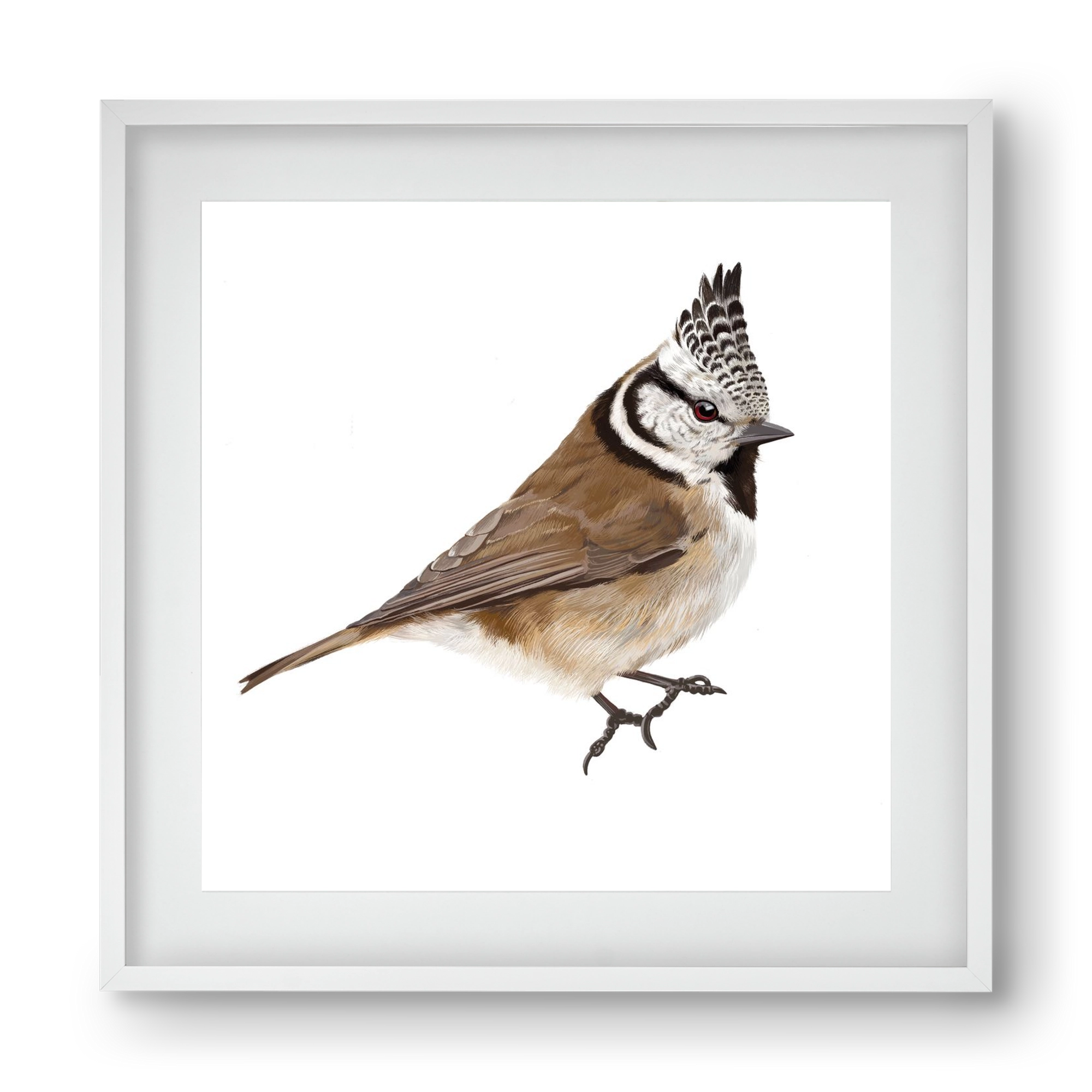 Búbos cinege, 40x40 cm (30x30 cm), Fehér keret, paszpartuval