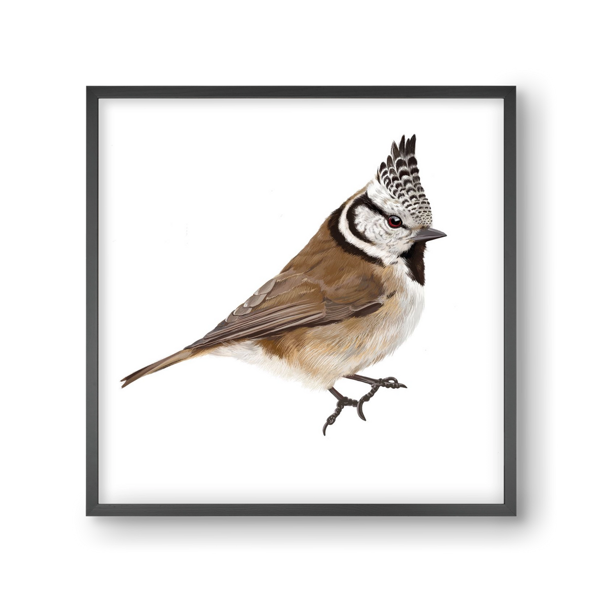 Búbos cinege, 30x30 cm (30x30 cm), Fekete keret