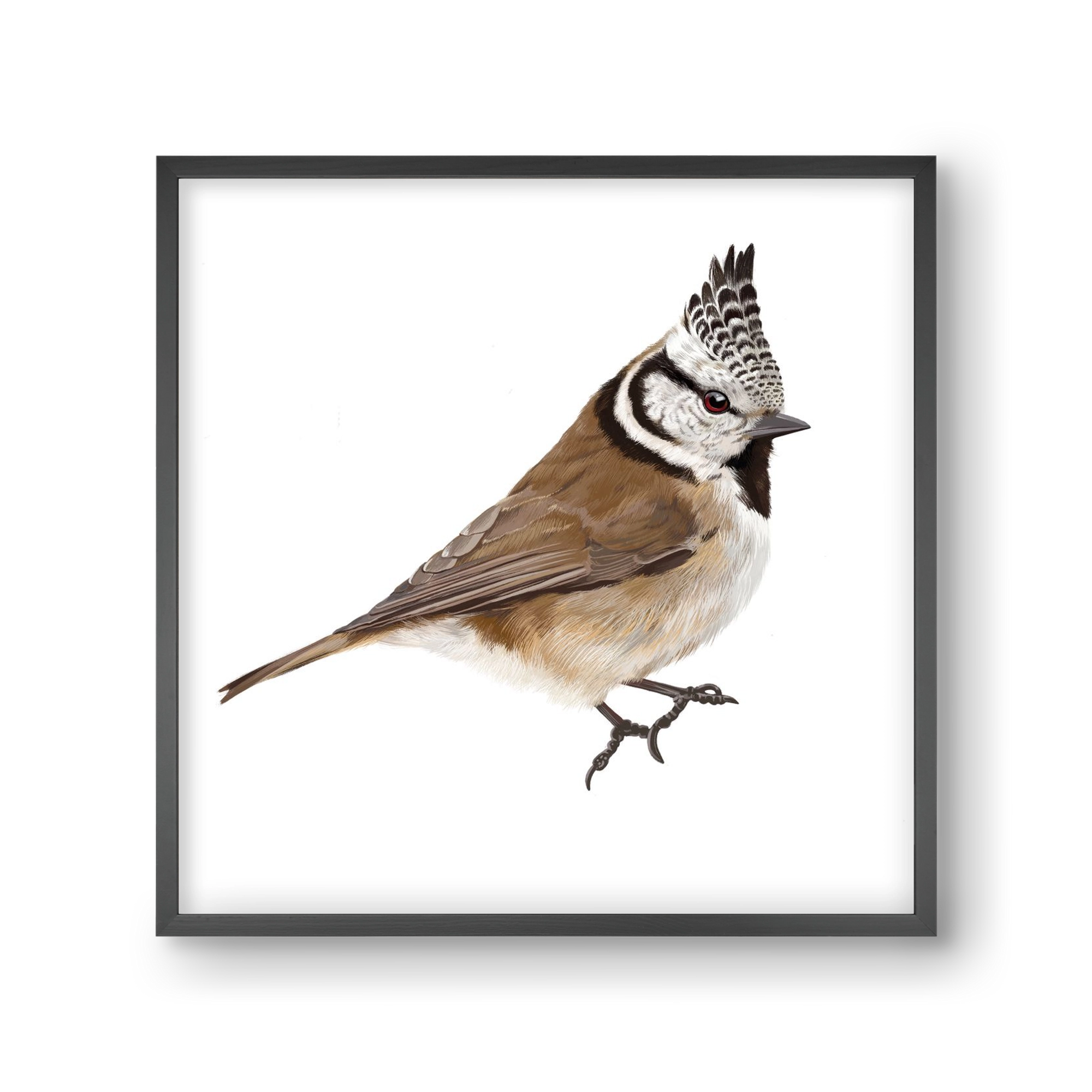 Búbos cinege, 30x30 cm (30x30 cm), Fekete keret