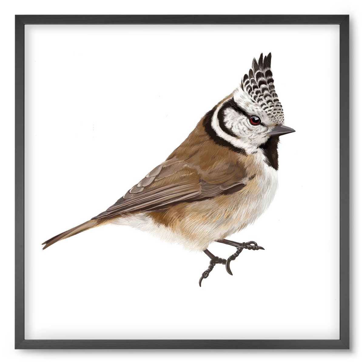 Búbos cinege, 50x50 cm (50x50 cm), Fekete keret