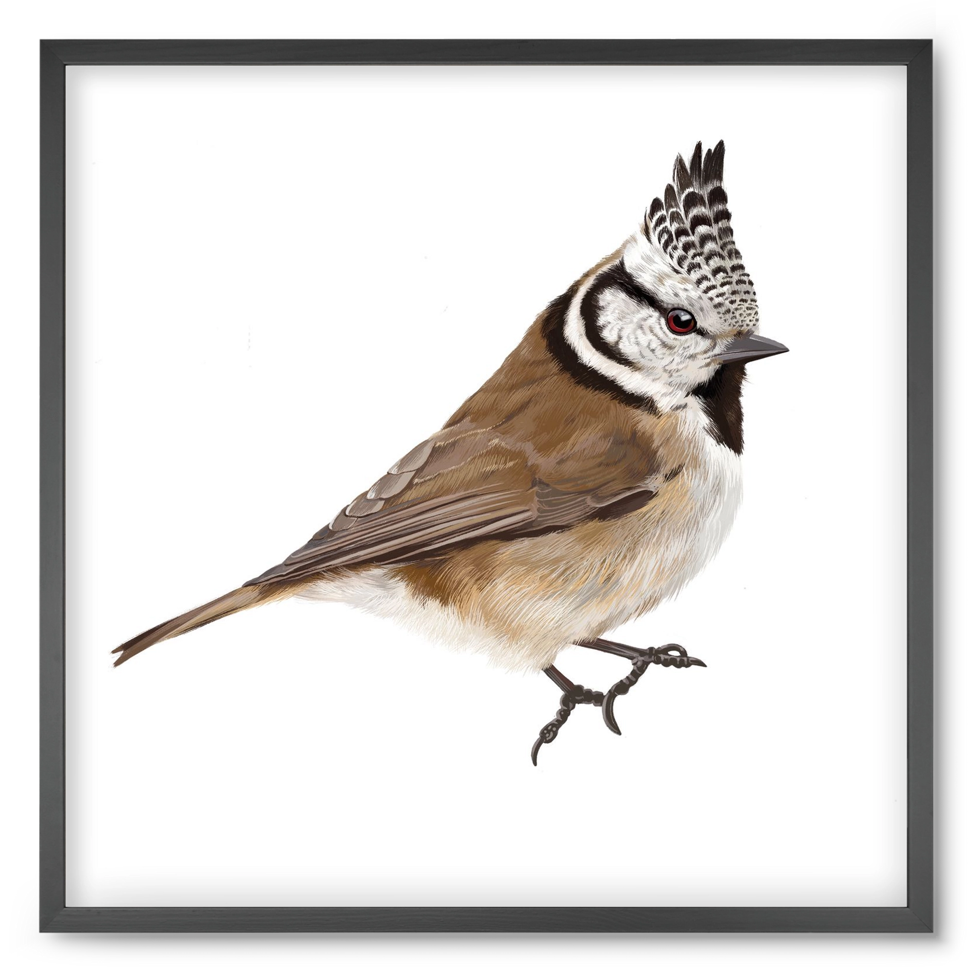Búbos cinege, 50x50 cm (50x50 cm), Fekete keret