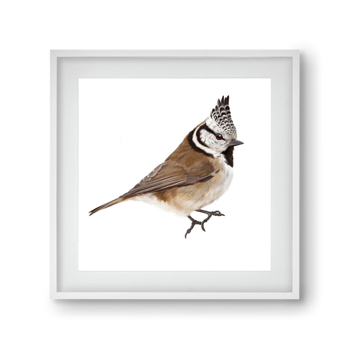 Búbos cinege, 30x30 cm (20x20 cm), Fehér keret, paszpartuval