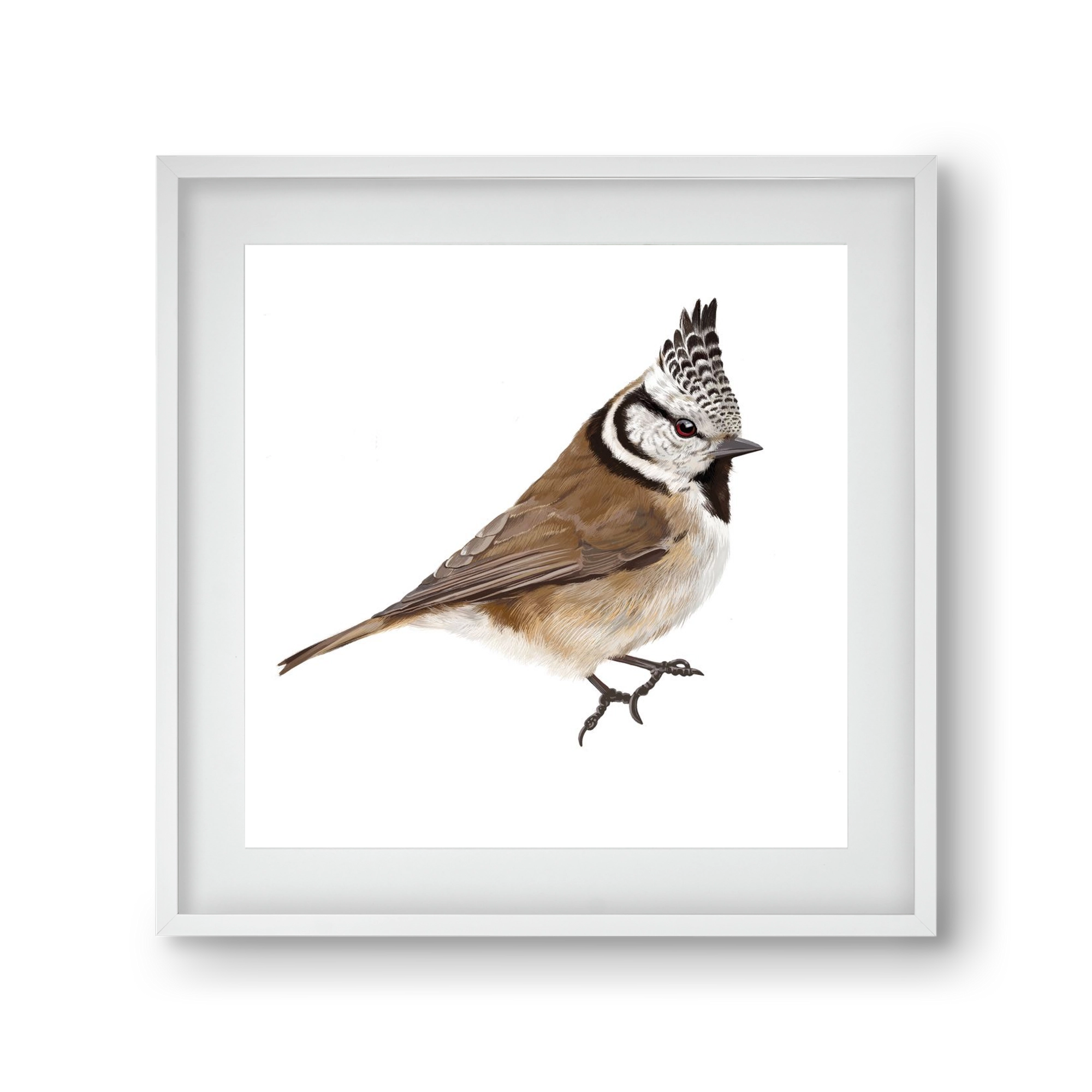 Búbos cinege, 30x30 cm (20x20 cm), Fehér keret, paszpartuval