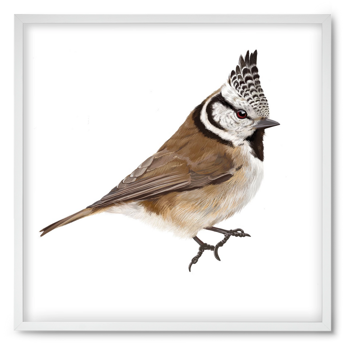 Búbos cinege, 50x50 cm (50x50 cm), Fehér keret