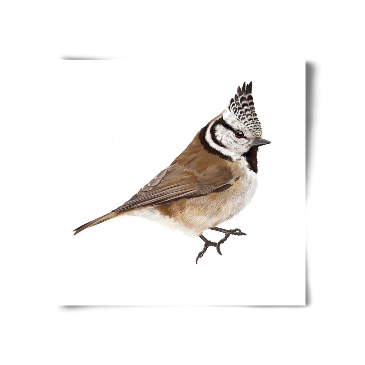 Búbos cinege, 30x30 cm, Keret nélkül