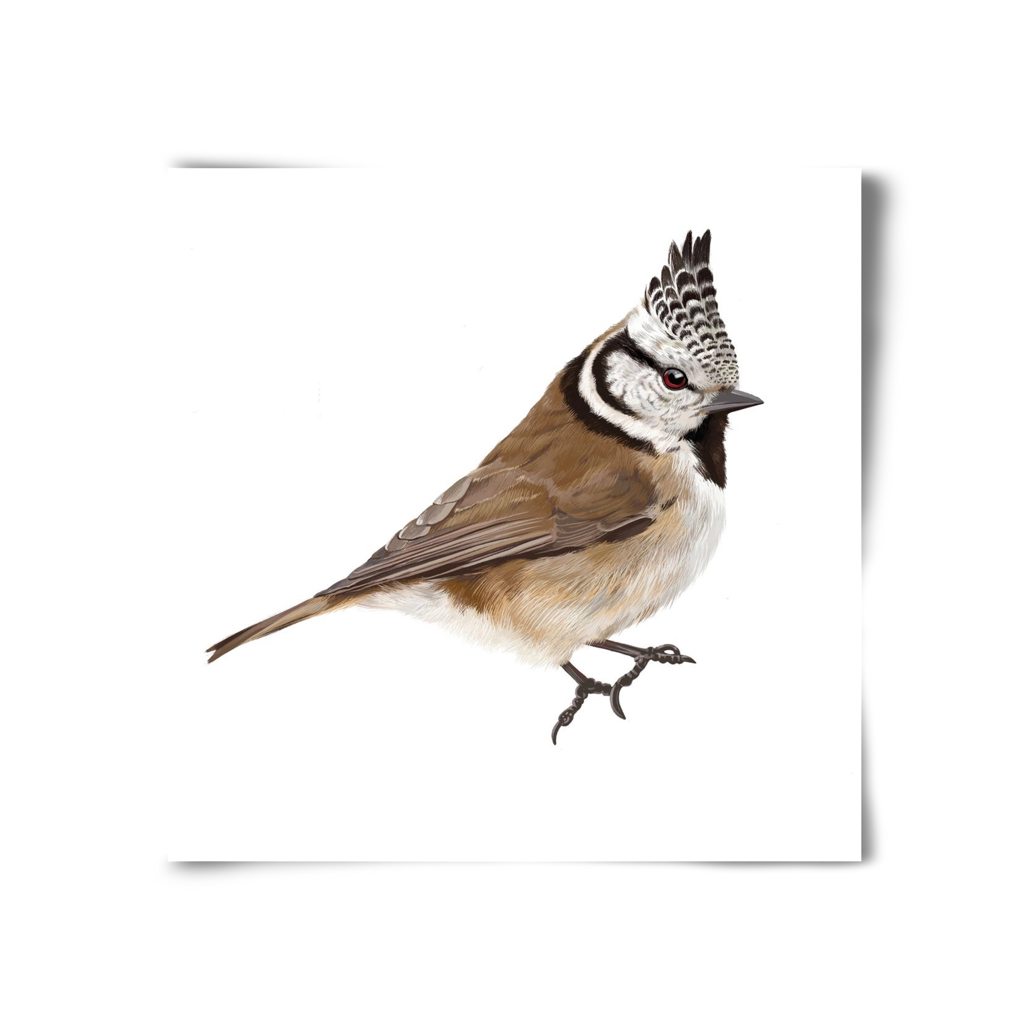 Búbos cinege, 30x30 cm, Keret nélkül