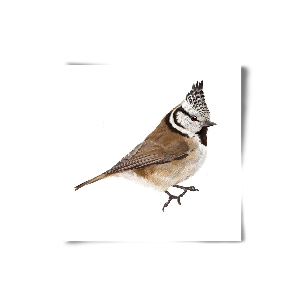 Búbos cinege, 20x20 cm, Keret nélkül