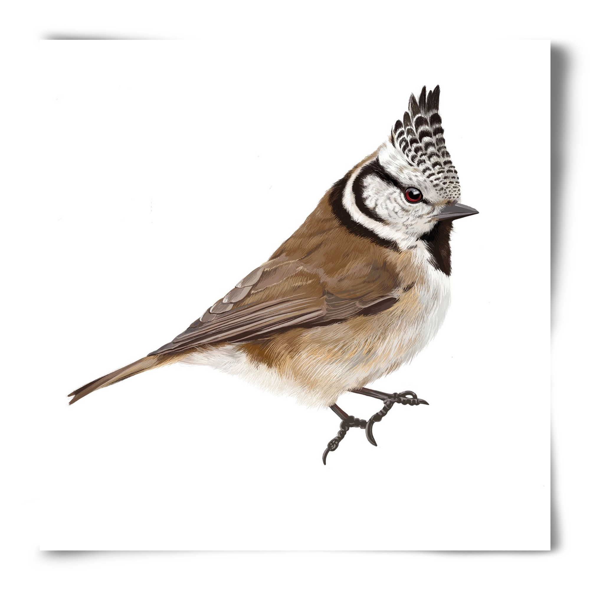 Búbos cinege, 50x50 cm, Keret nélkül