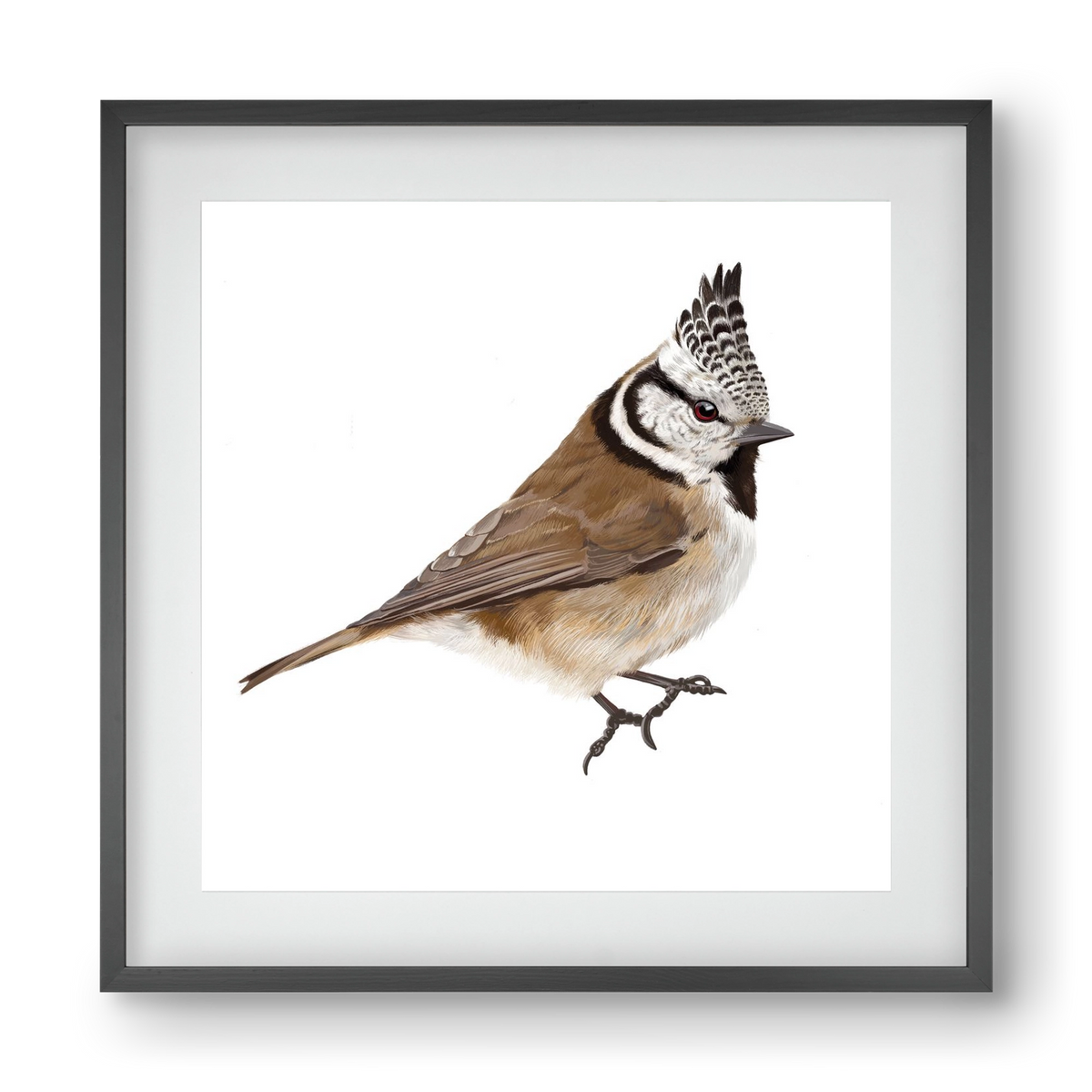 Búbos cinege, 40x40 cm (30x30 cm), Fekete keret, paszpartuval