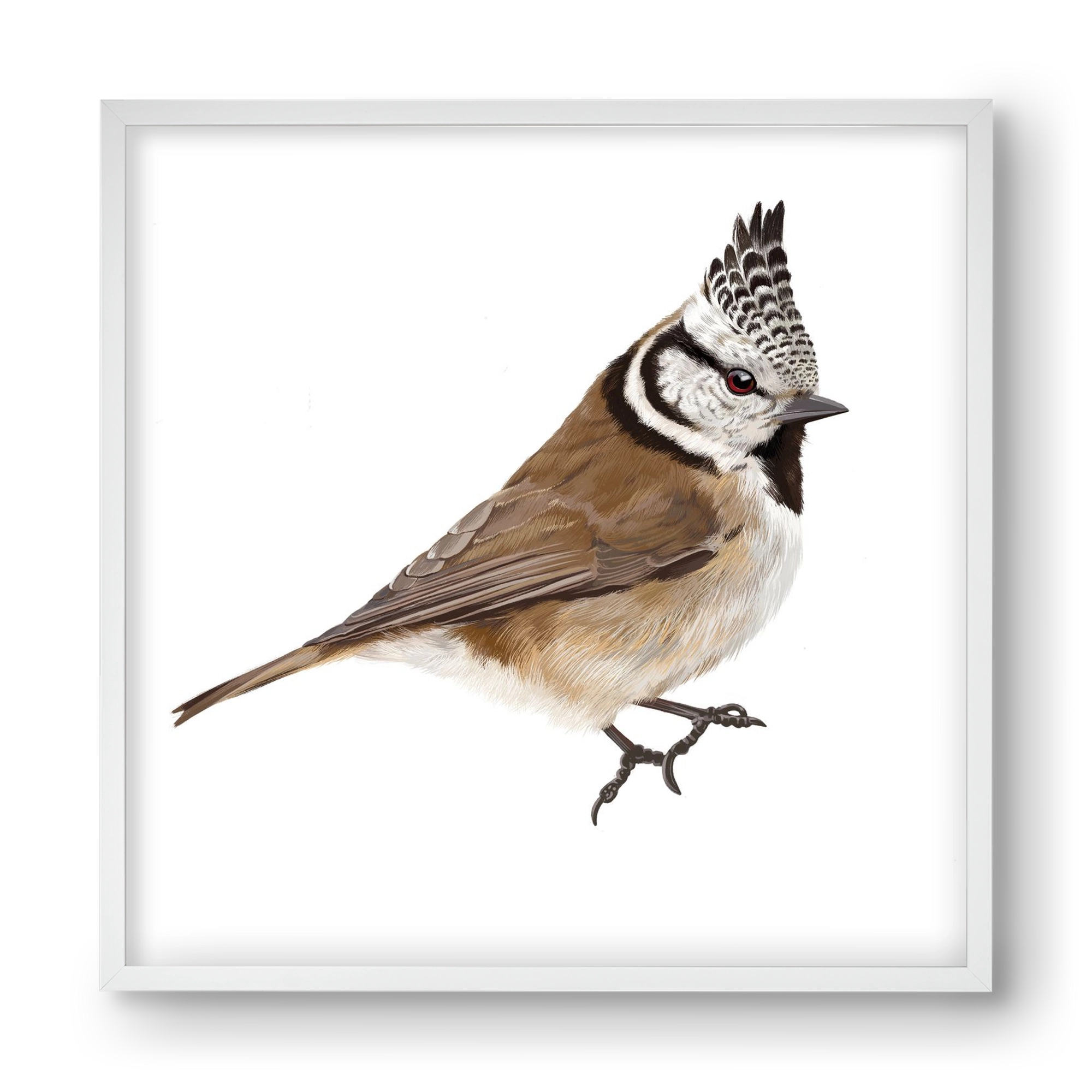 Búbos cinege, 40x40 cm (40x40 cm), Fehér keret