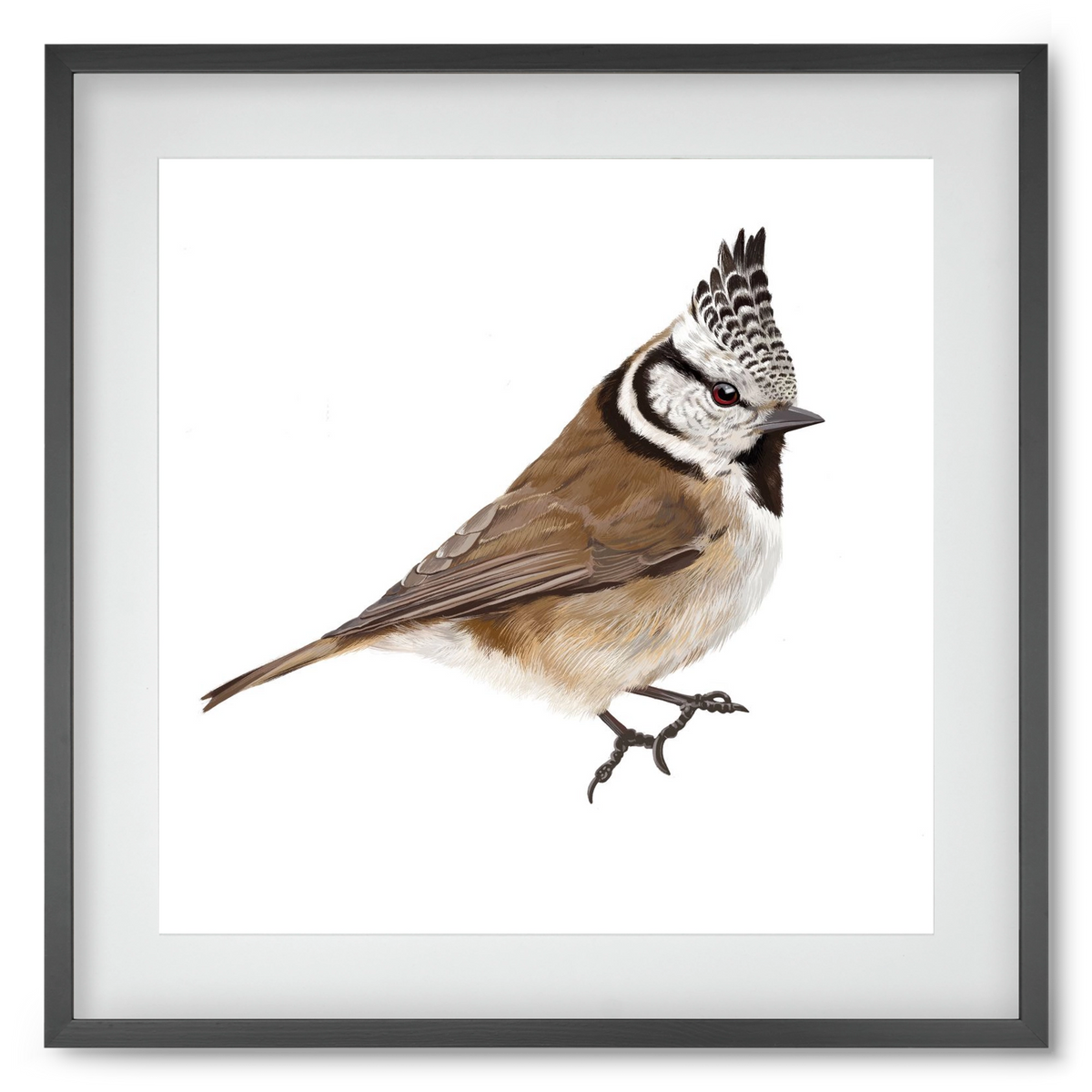 Búbos cinege, 50x50 cm (40x40 cm), Fekete keret, paszpartuval