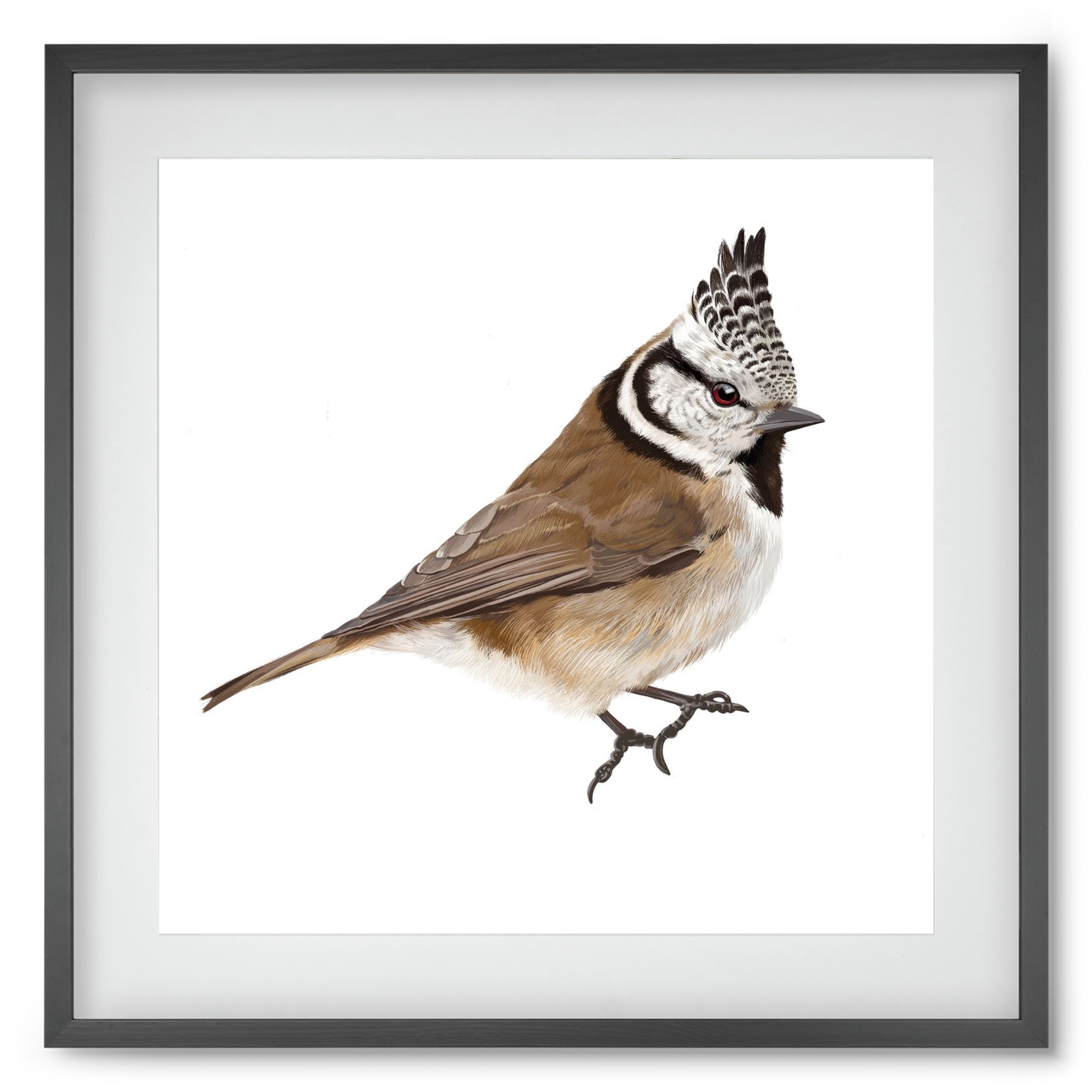 Búbos cinege, 50x50 cm (40x40 cm), Fekete keret, paszpartuval