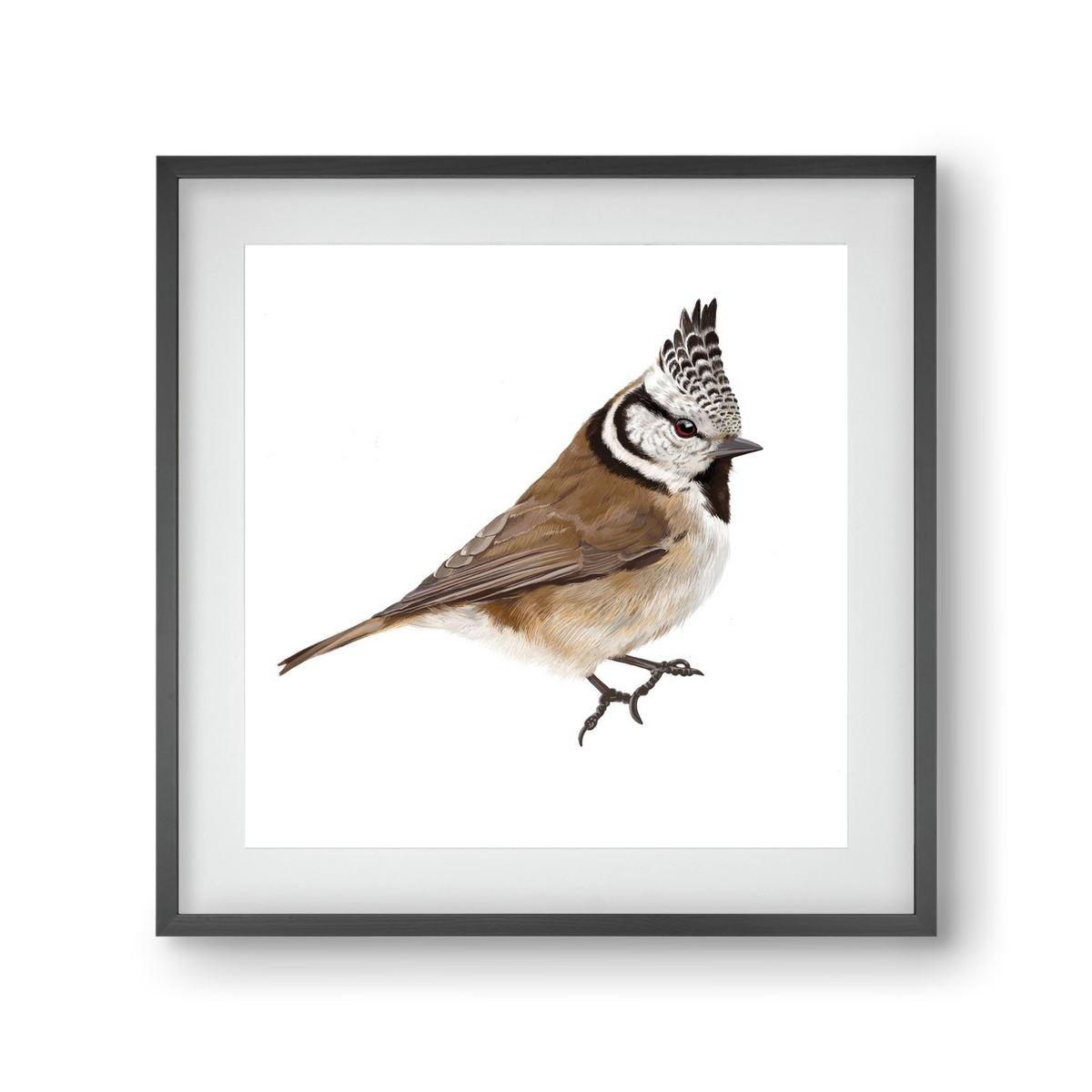 Búbos cinege, 30x30 cm (20x20 cm), Fekete keret, paszpartuval