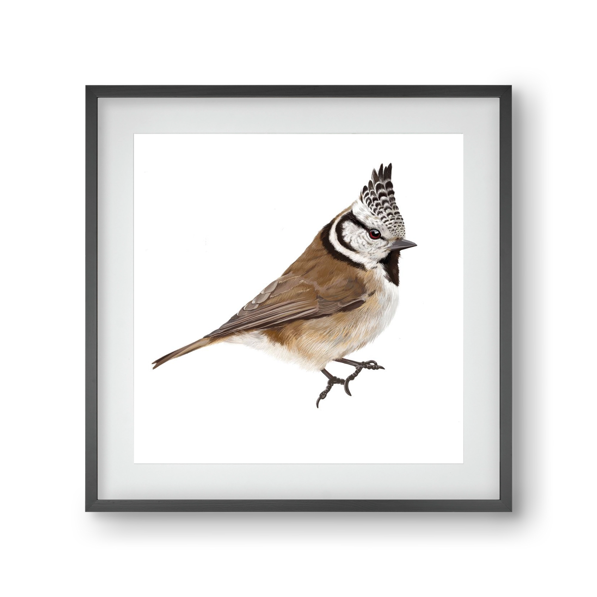 Búbos cinege, 30x30 cm (20x20 cm), Fekete keret, paszpartuval