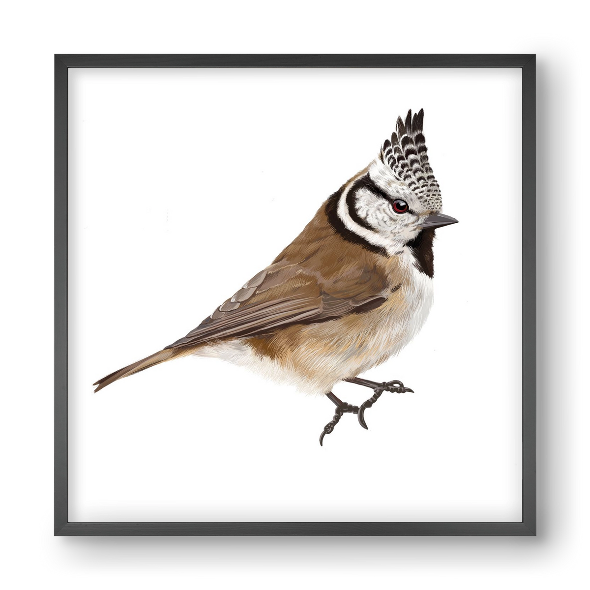 Búbos cinege, 40x40 cm (40x40 cm), Fekete keret