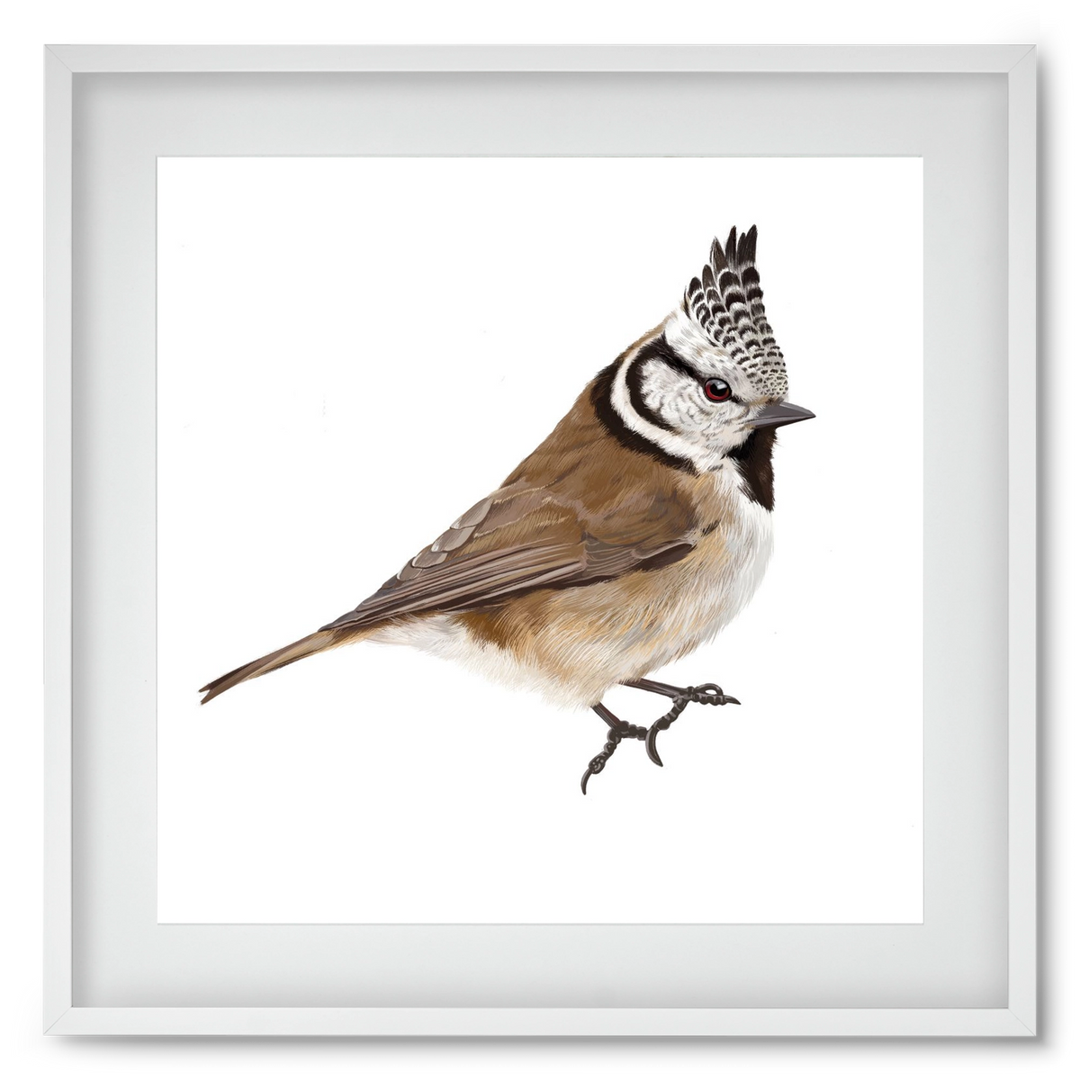 Búbos cinege, 50x50 cm (40x40 cm), Fehér keret, paszpartuval
