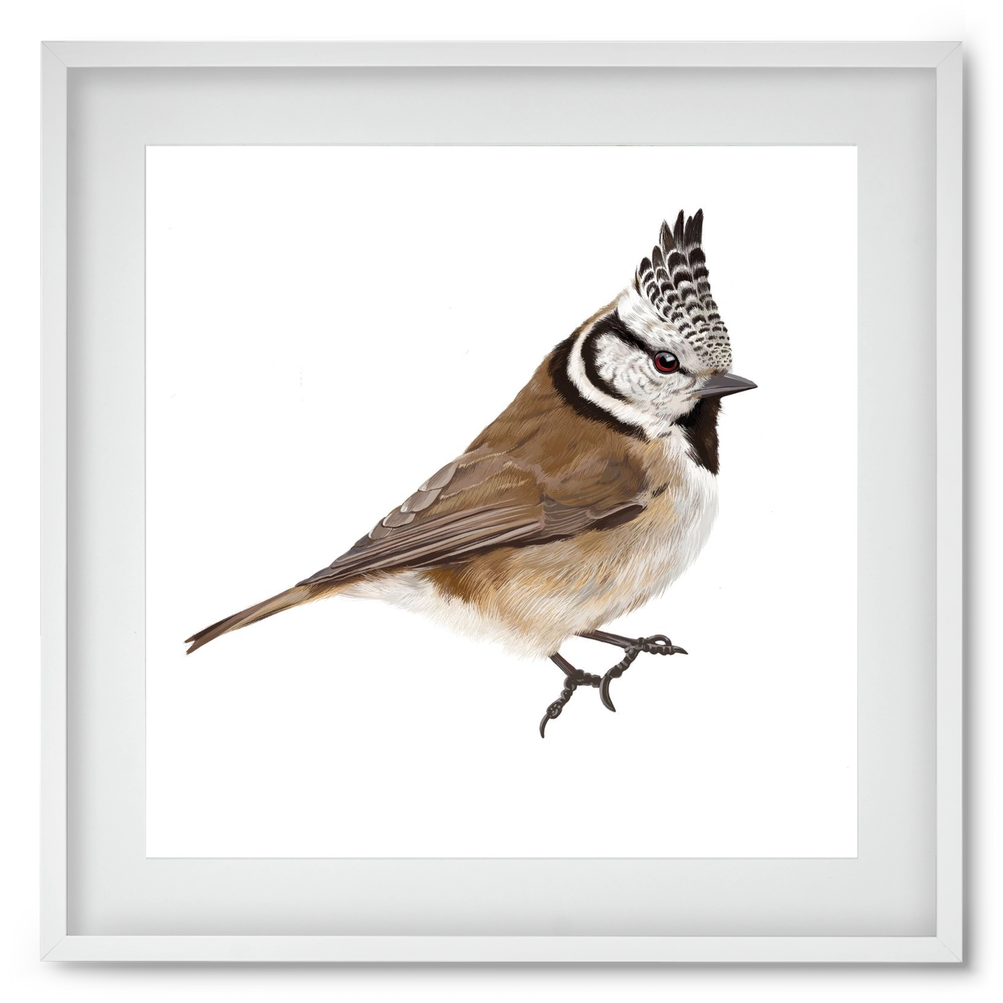 Búbos cinege, 50x50 cm (40x40 cm), Fehér keret, paszpartuval