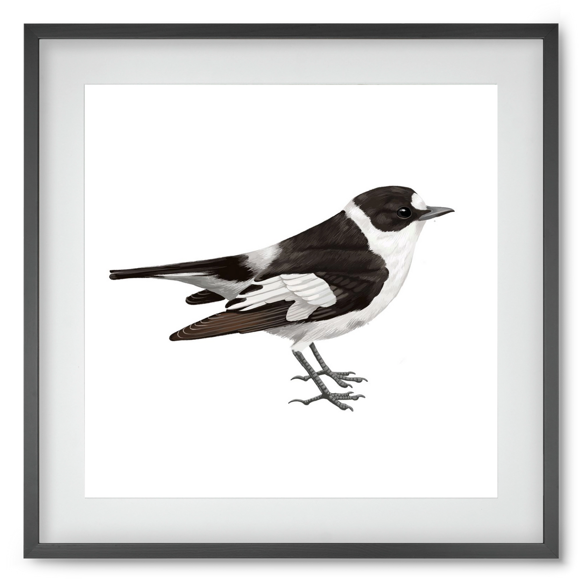 Örvös légykapó , 50x50 cm (40x40 cm), Fekete keret, paszpartuval