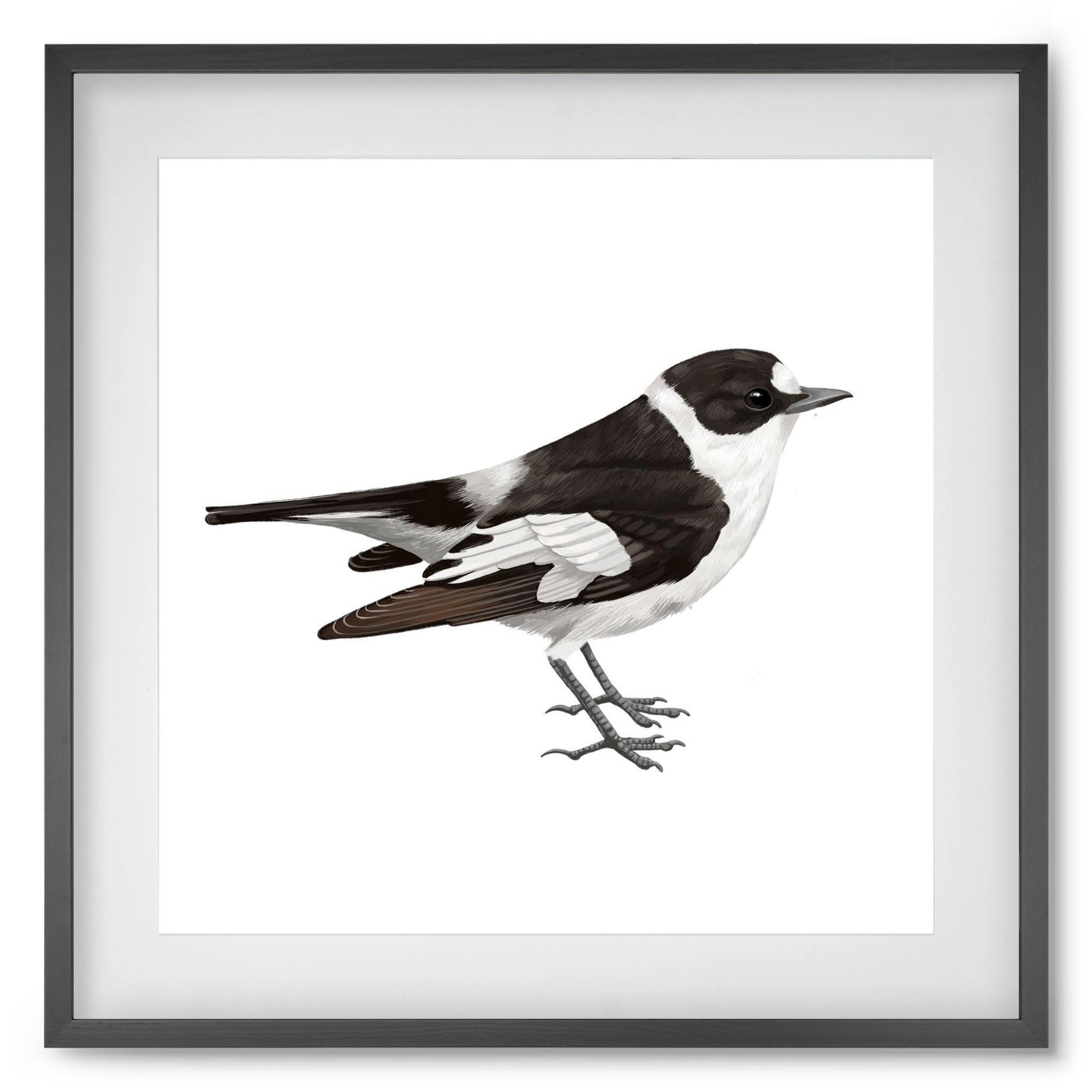 Örvös légykapó , 50x50 cm (40x40 cm), Fekete keret, paszpartuval