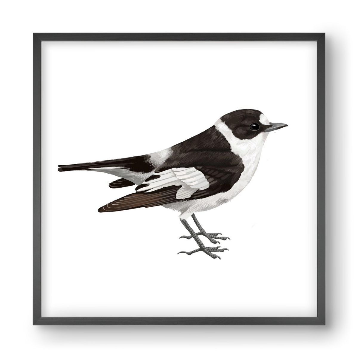 Örvös légykapó , 40x40 cm (40x40 cm), Fekete keret