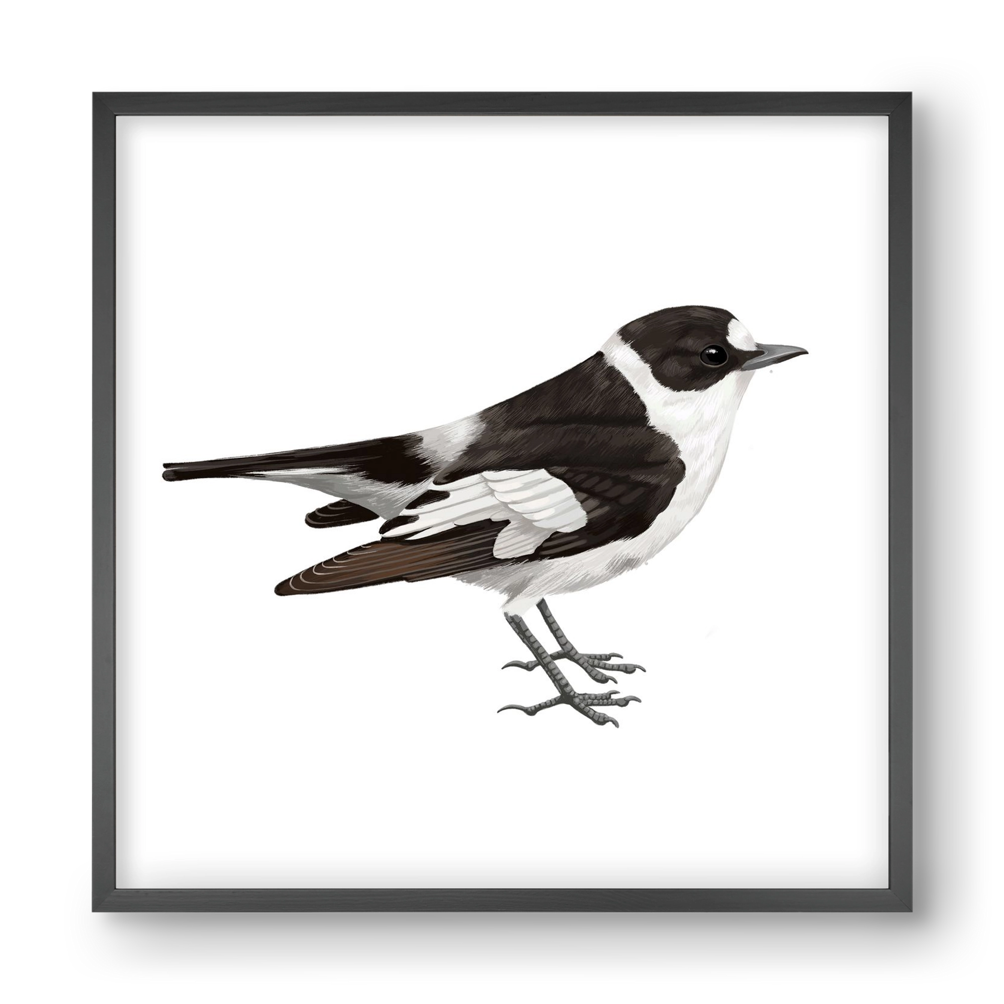 Örvös légykapó , 40x40 cm (40x40 cm), Fekete keret