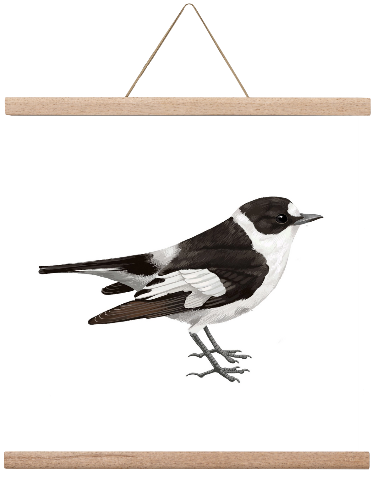 Örvös légykapó , 40x40 cm (40x40 cm), Tölgy akasztó