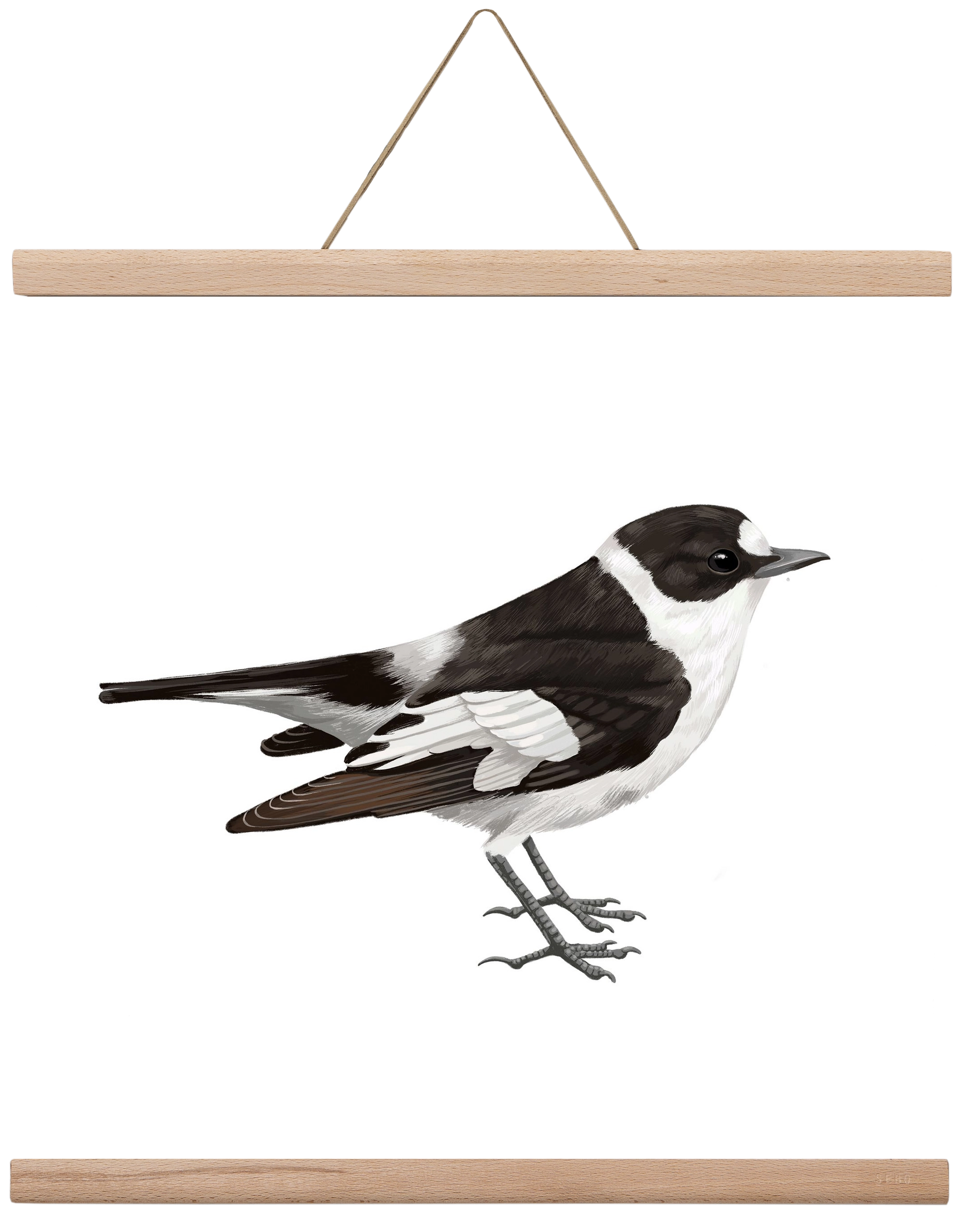 Örvös légykapó , 40x40 cm (40x40 cm), Tölgy akasztó