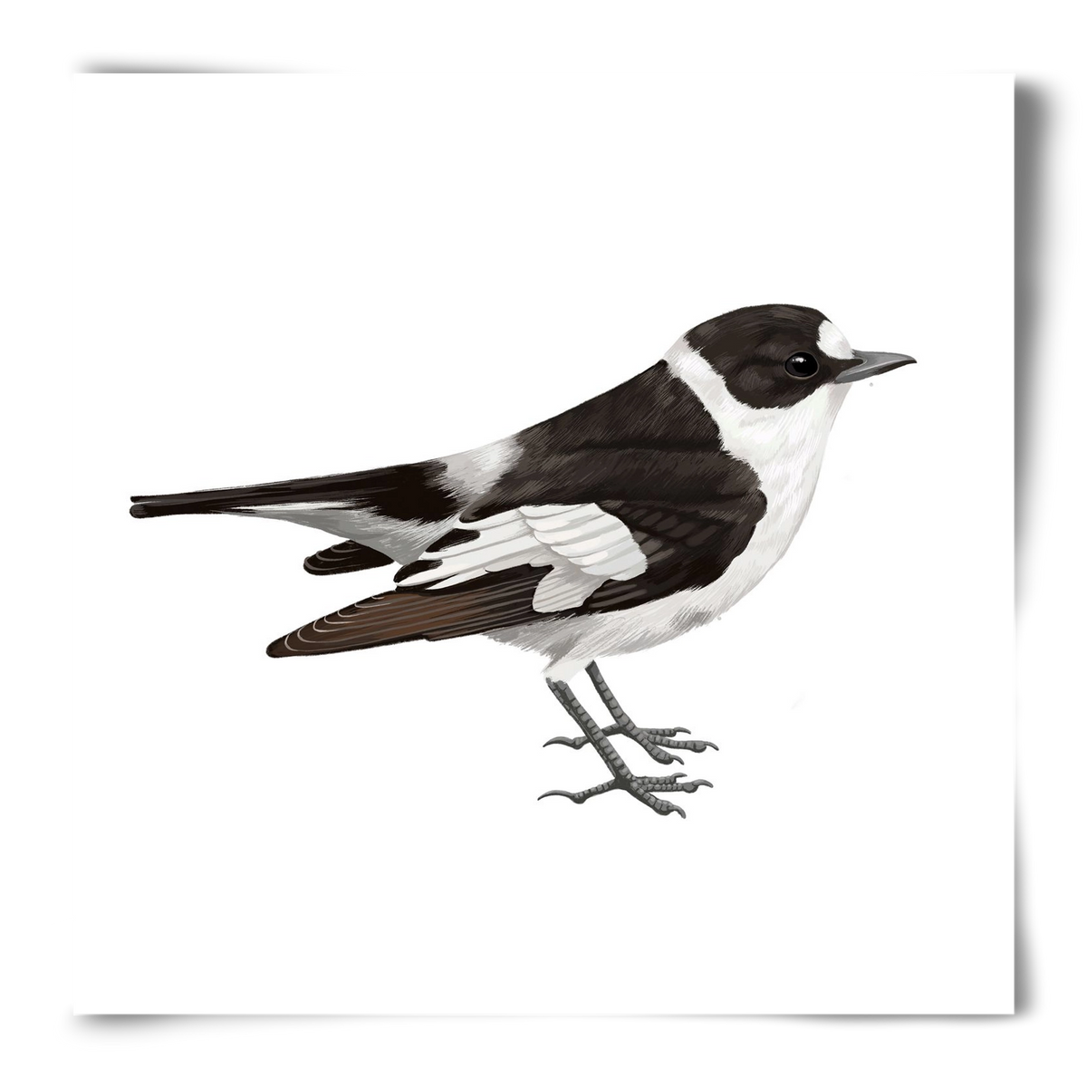 Örvös légykapó , 50x50 cm, Keret nélkül