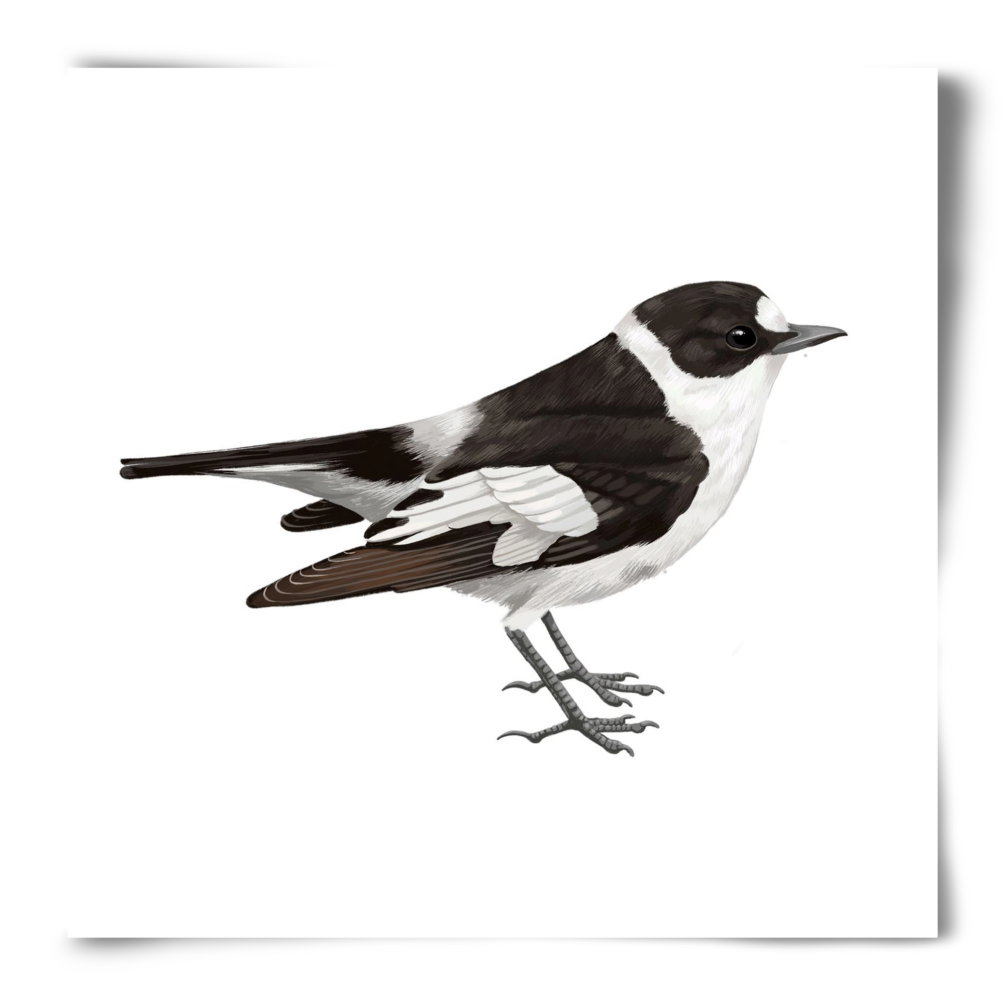 Örvös légykapó , 50x50 cm, Keret nélkül