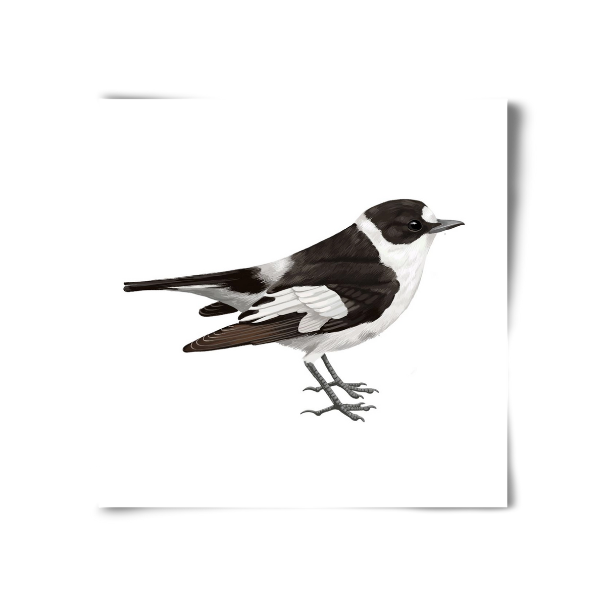 Örvös légykapó , 30x30 cm, Keret nélkül