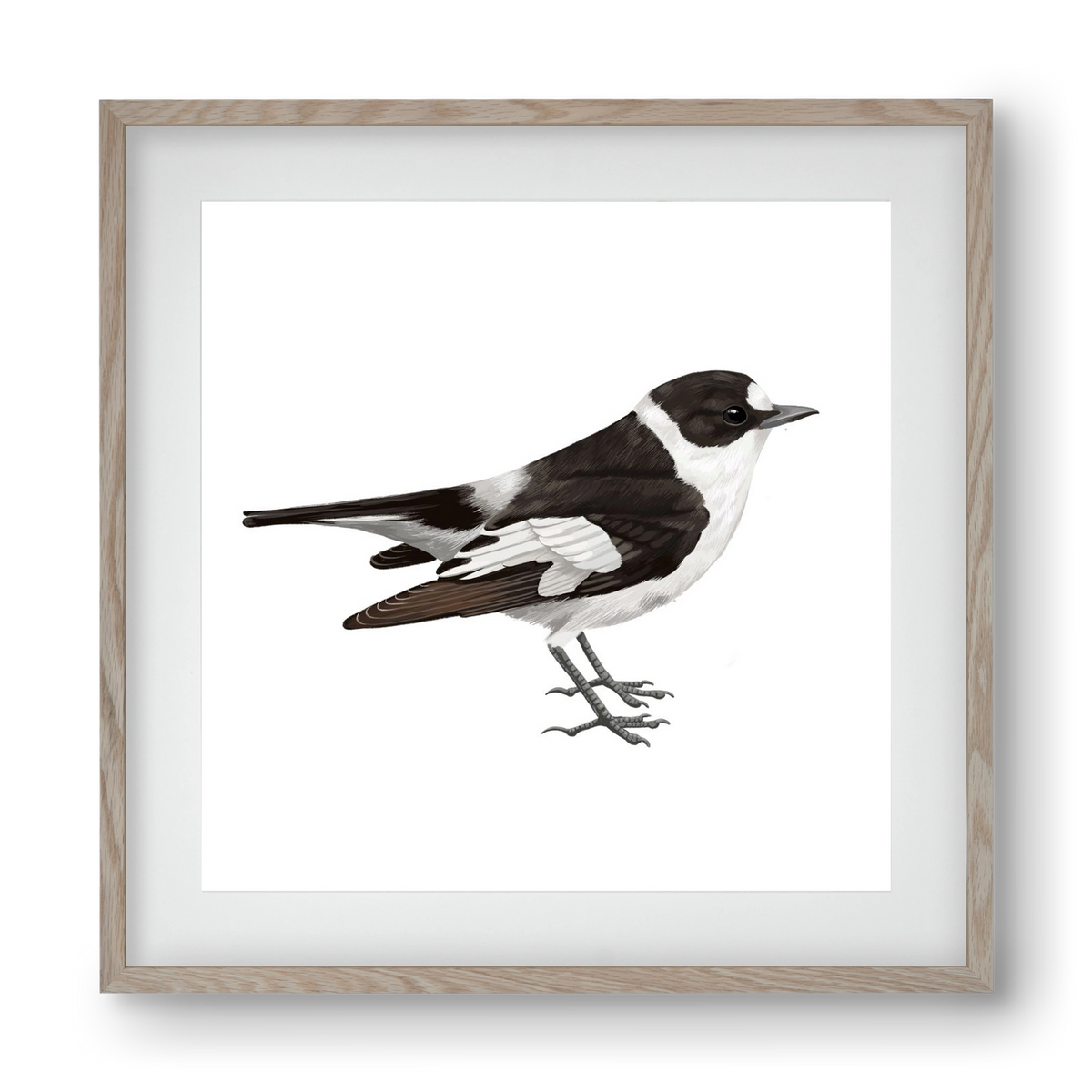 Örvös légykapó , 40x40 cm (30x30 cm), Tölgy keret, paszpartuval