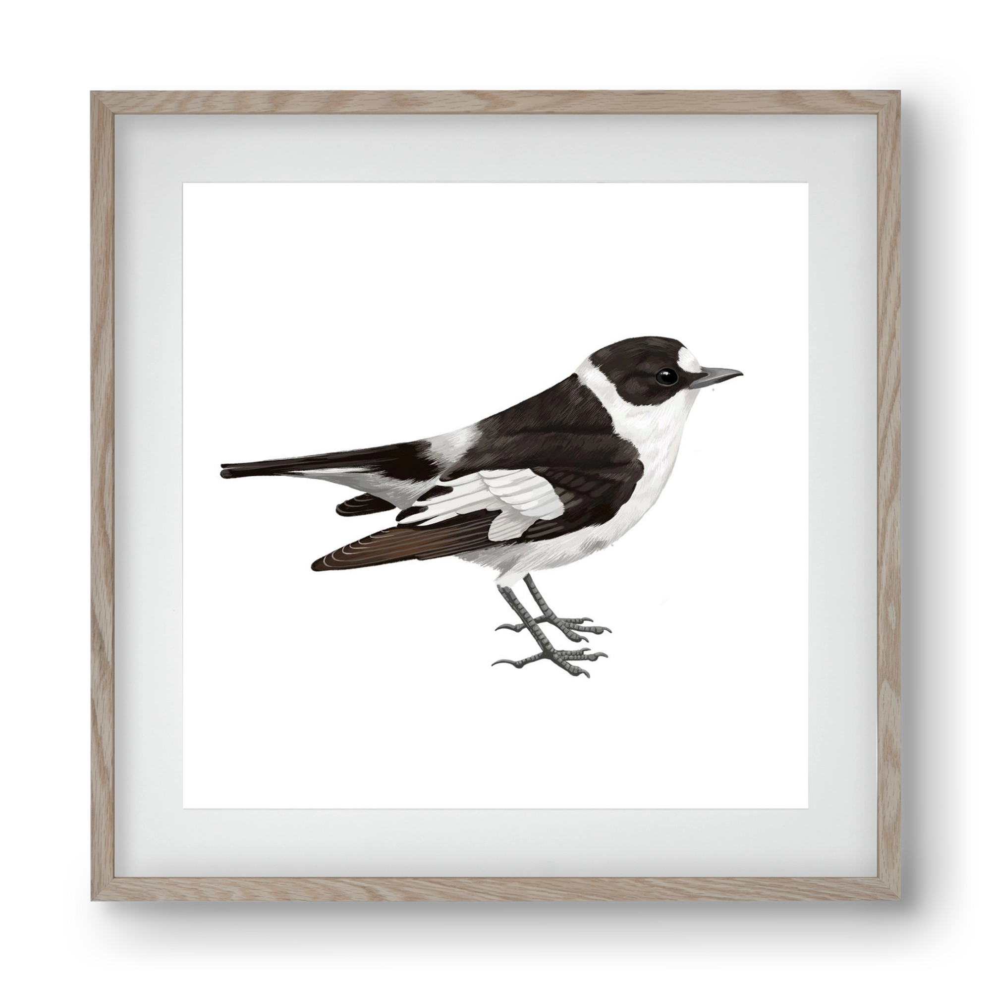 Örvös légykapó , 40x40 cm (30x30 cm), Tölgy keret, paszpartuval