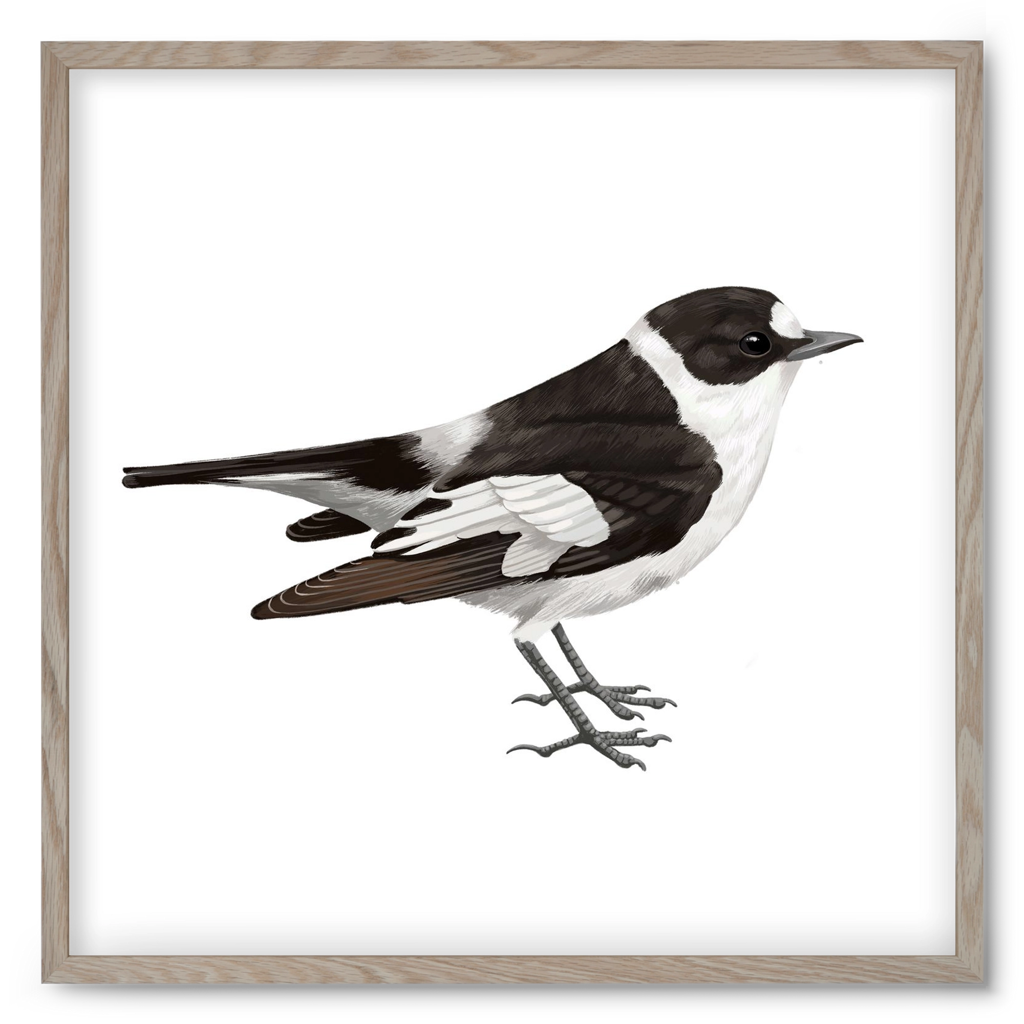 Örvös légykapó , 50x50 cm (50x50 cm), Tölgy keret