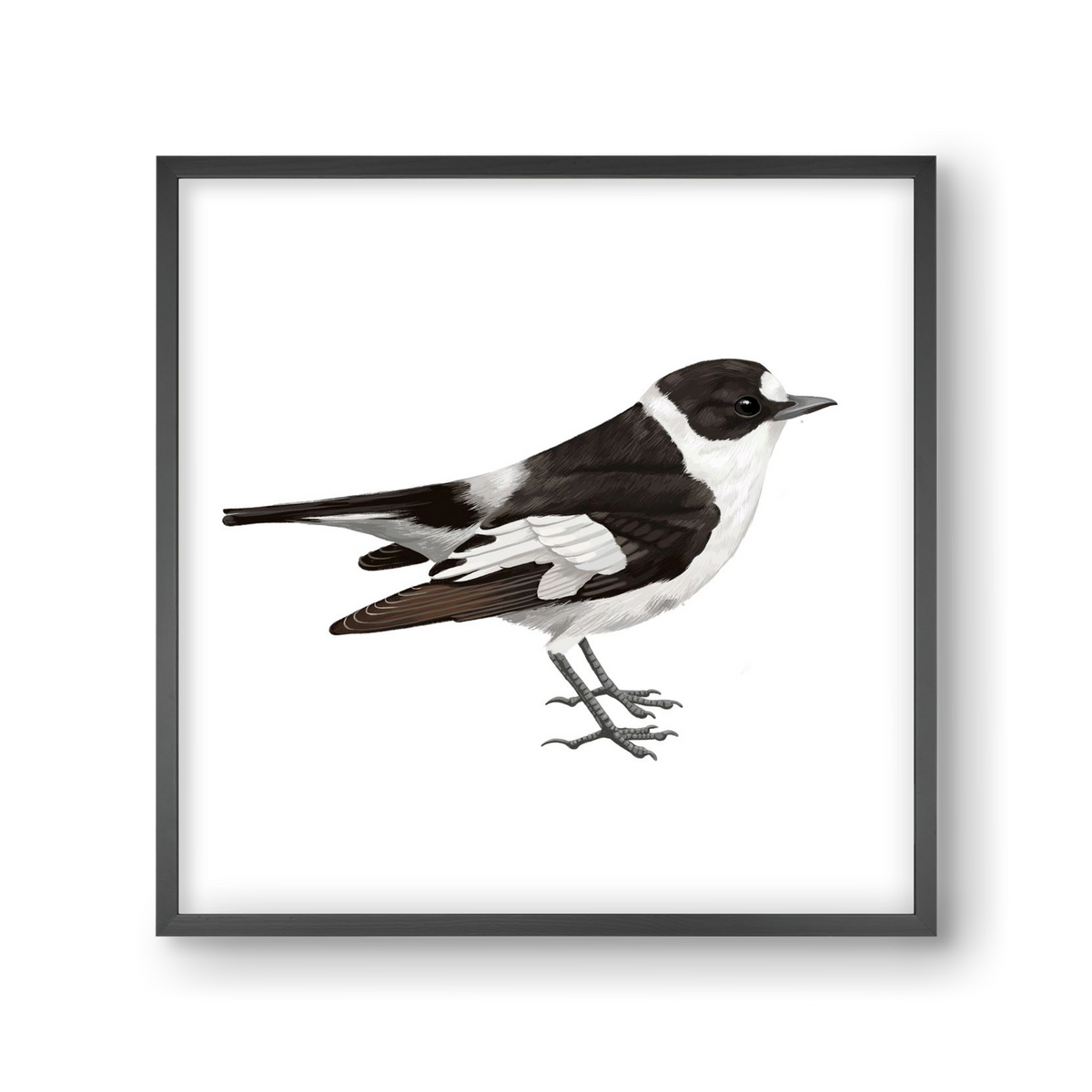 Örvös légykapó , 30x30 cm (30x30 cm), Fekete keret