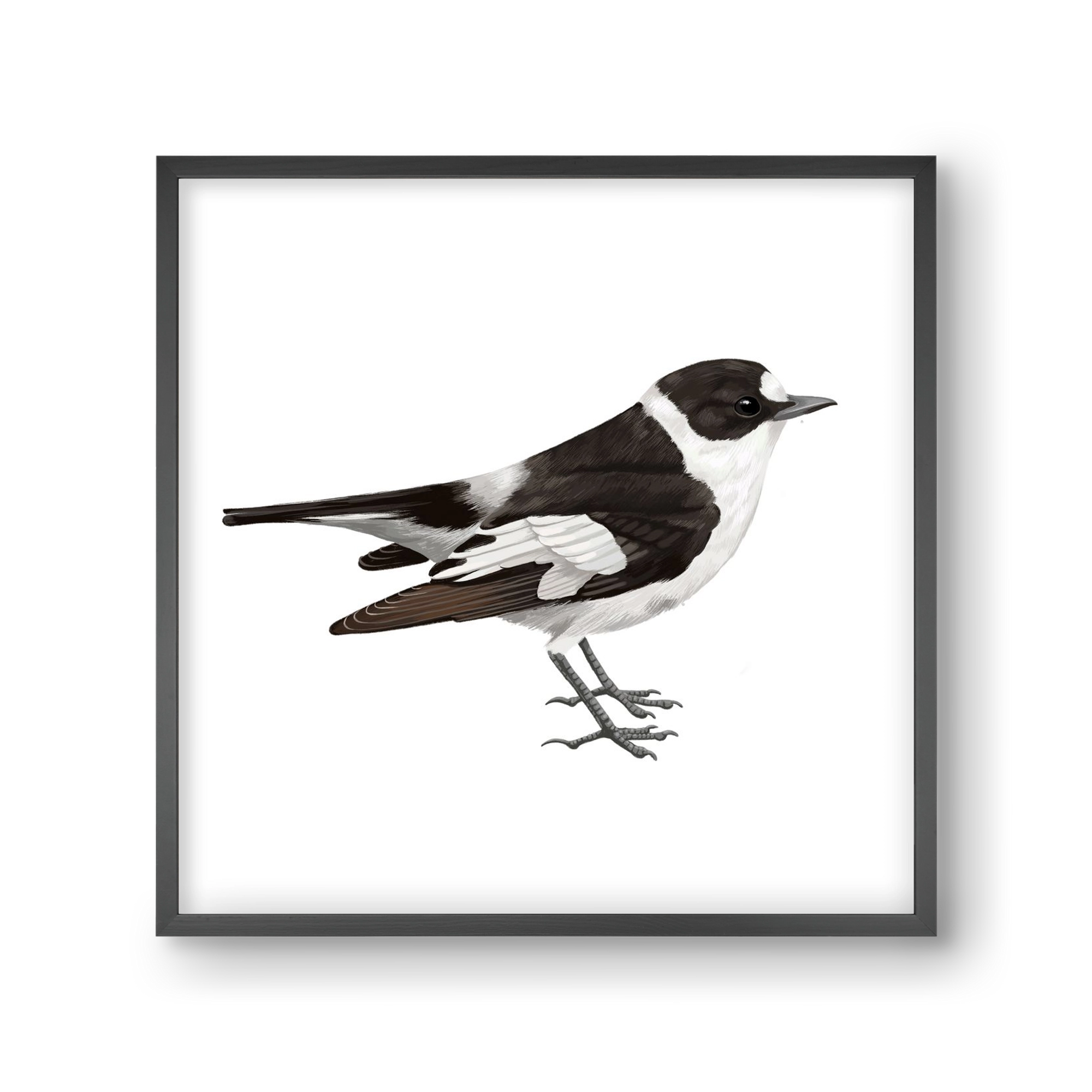 Örvös légykapó , 30x30 cm (30x30 cm), Fekete keret