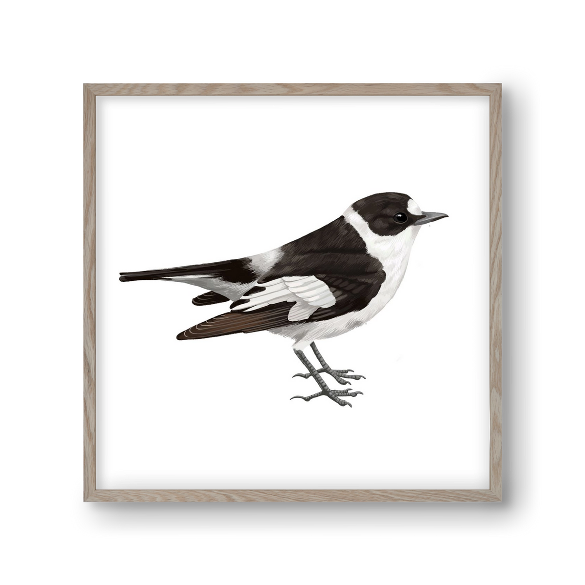 Örvös légykapó , 30x30 cm (30x30 cm), Tölgy keret