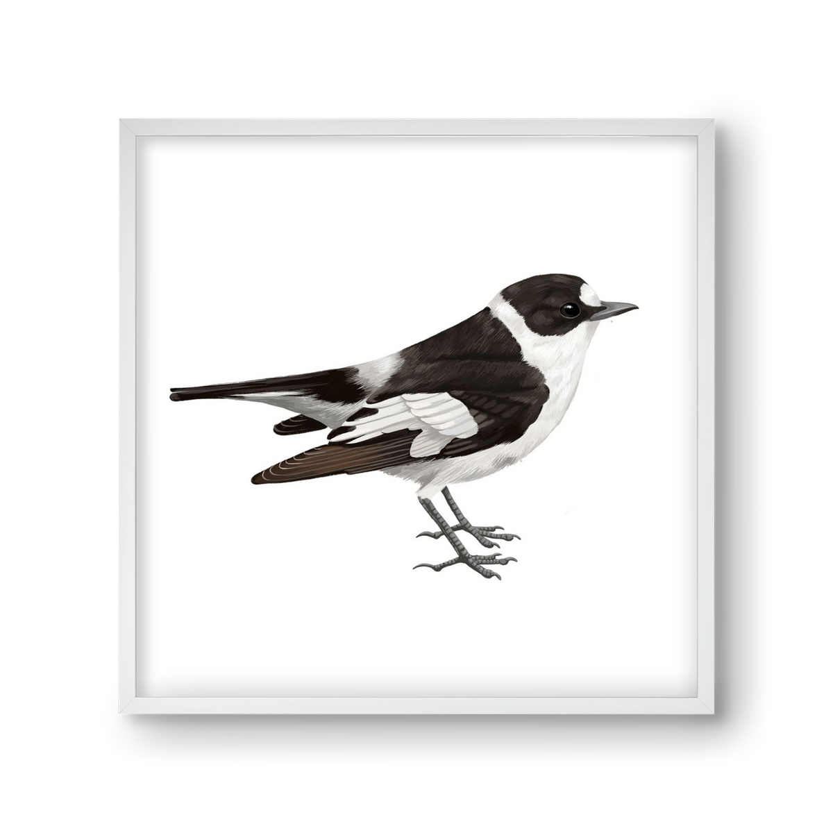 Örvös légykapó , 30x30 cm (30x30 cm), Fehér keret