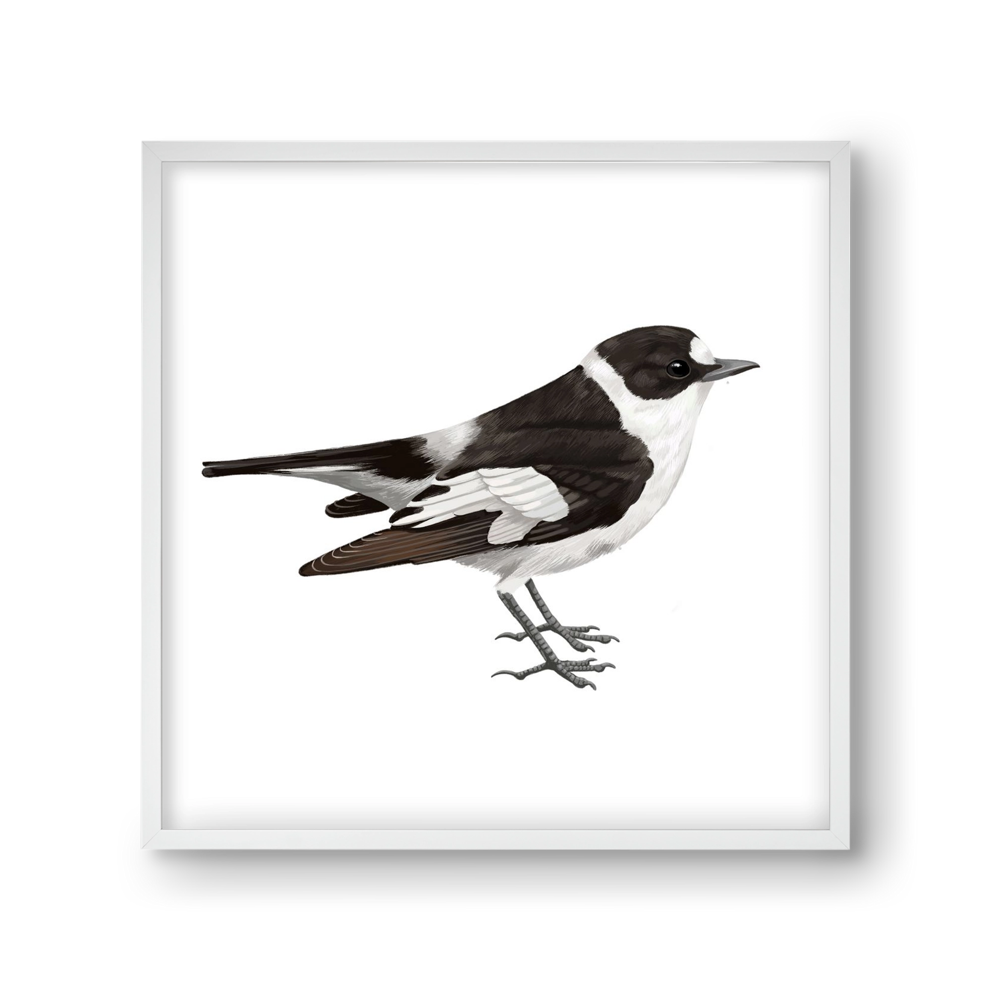 Örvös légykapó , 30x30 cm (30x30 cm), Fehér keret