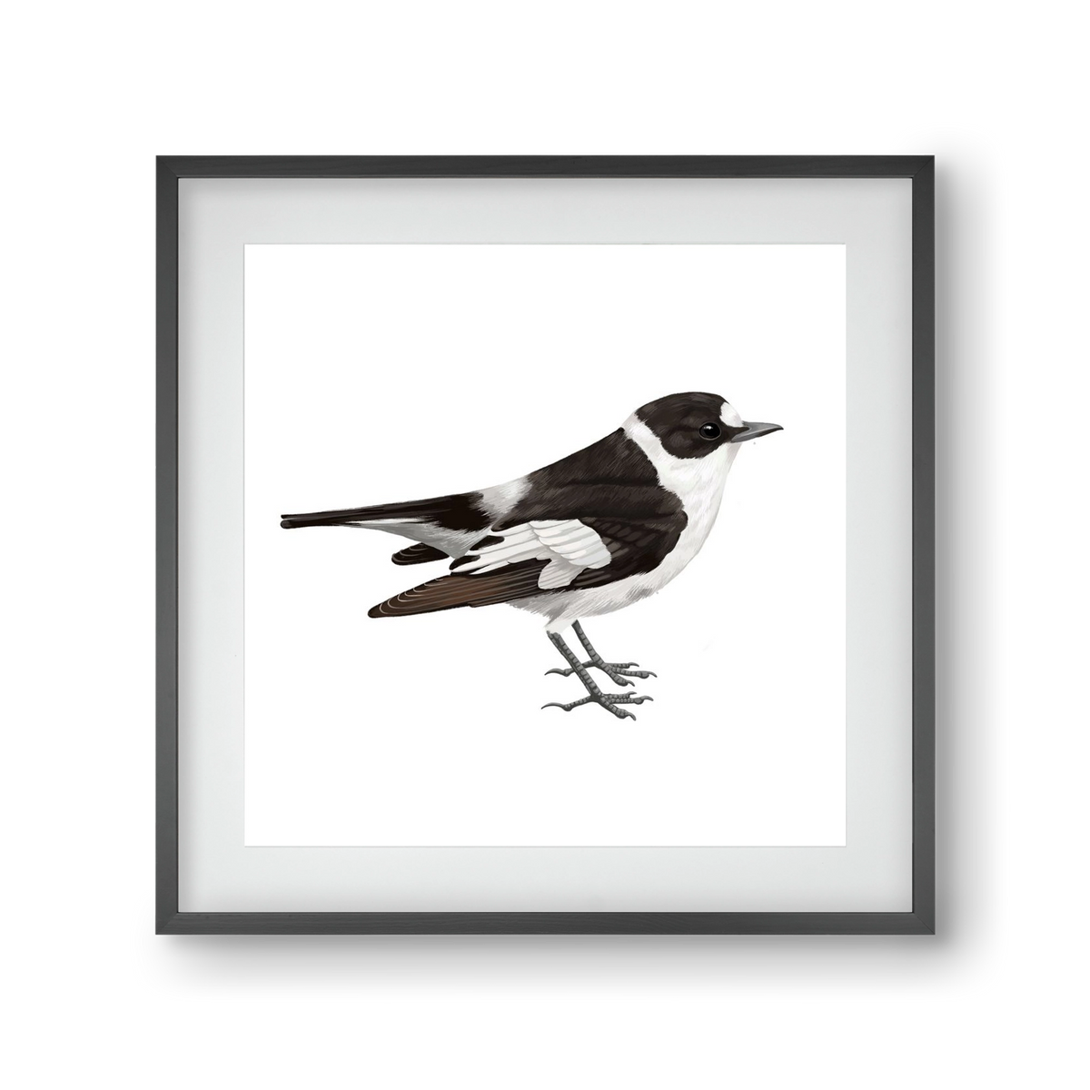 Örvös légykapó , 30x30 cm (20x20 cm), Fekete keret, paszpartuval