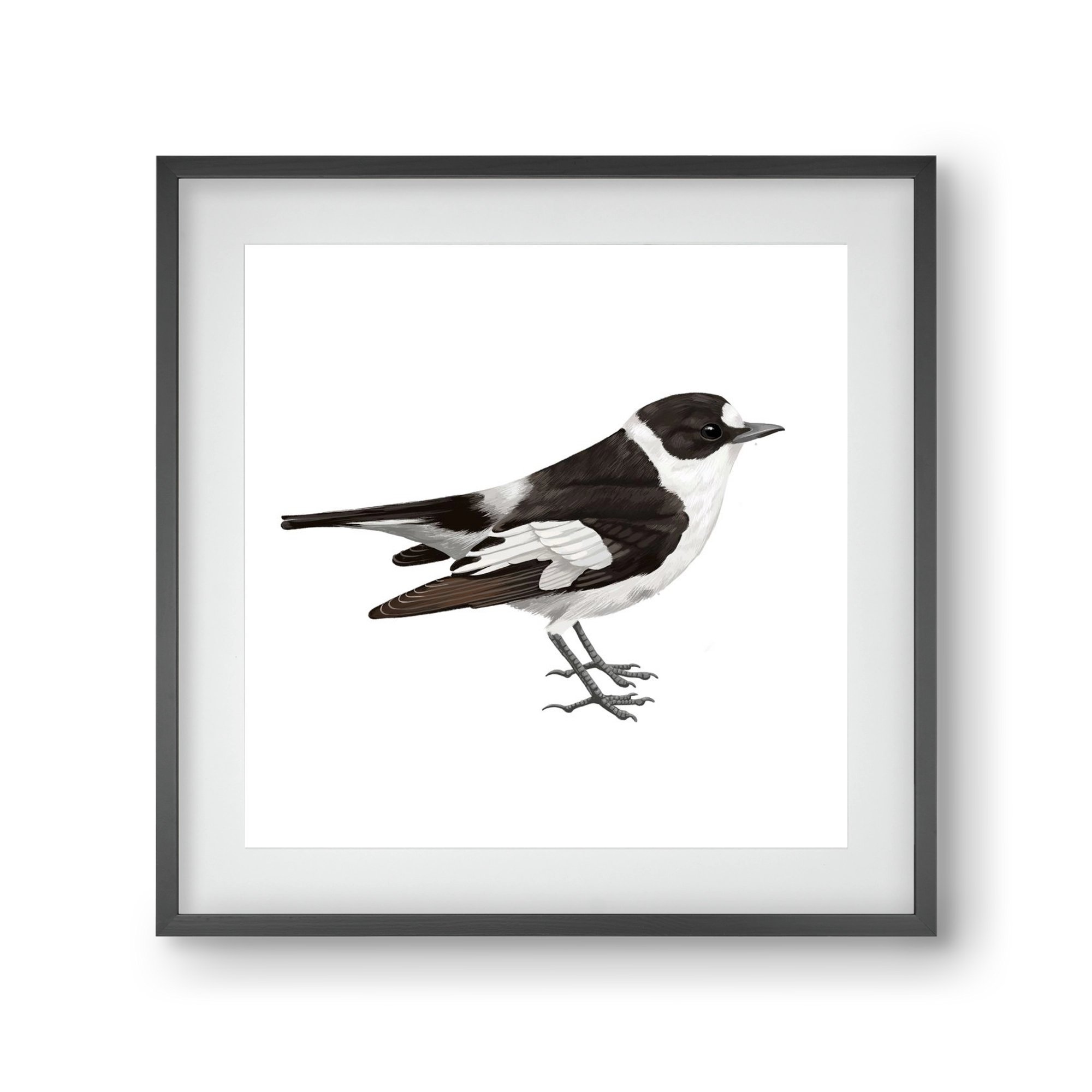 Örvös légykapó , 30x30 cm (20x20 cm), Fekete keret, paszpartuval