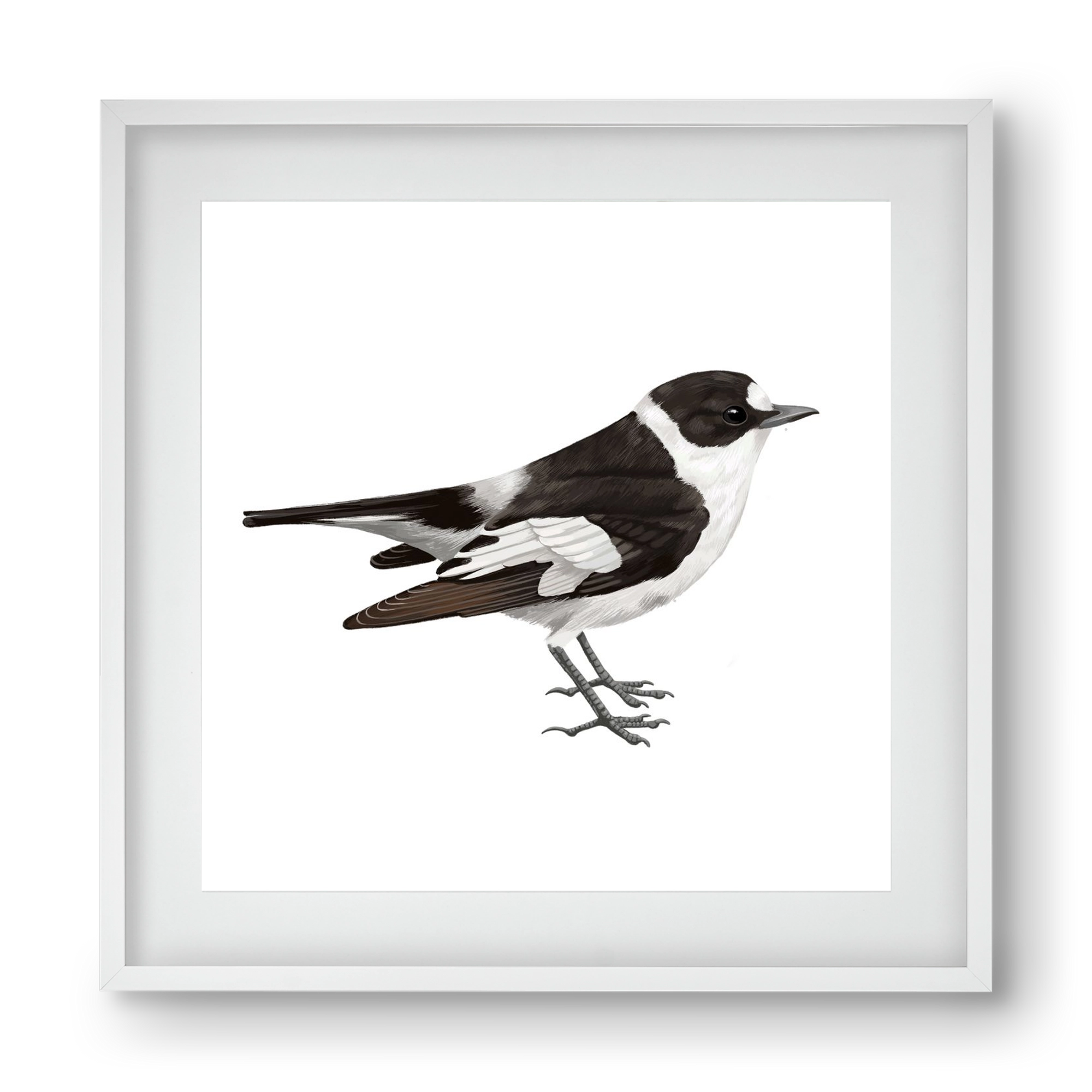 Örvös légykapó , 40x40 cm (30x30 cm), Fehér keret, paszpartuval