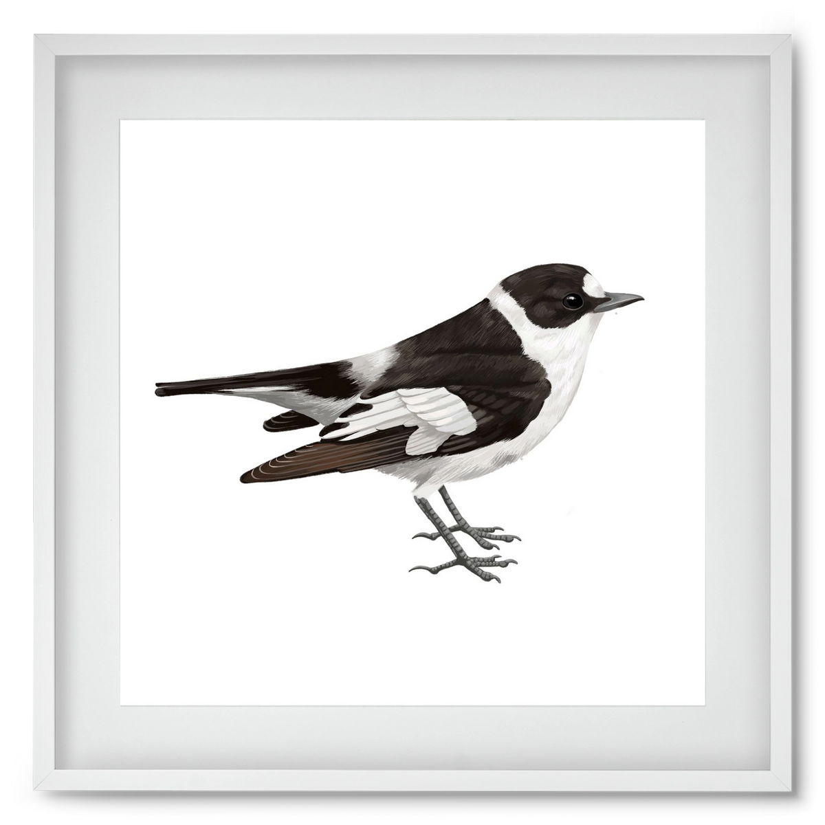 Örvös légykapó , 50x50 cm (40x40 cm), Fehér keret, paszpartuval