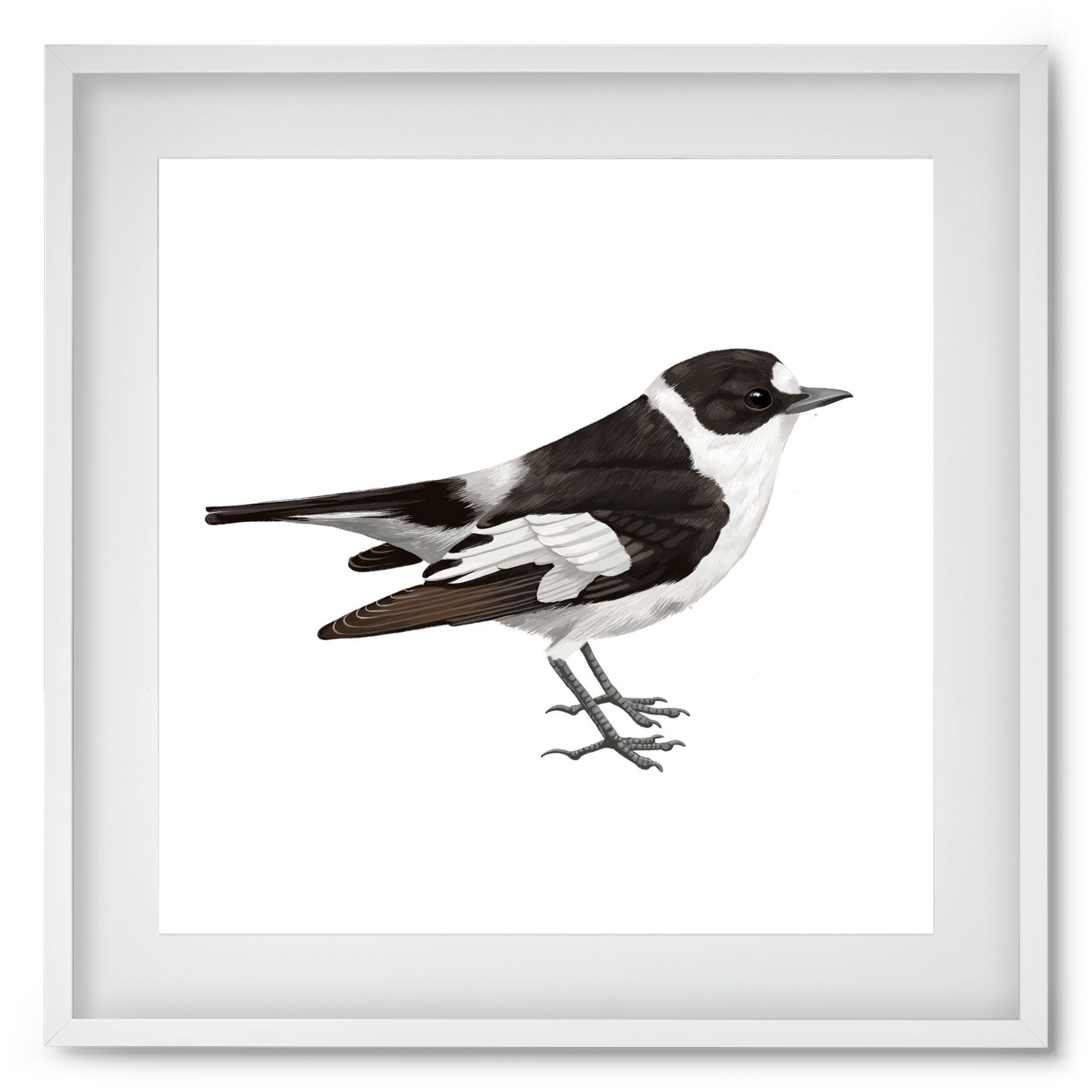 Örvös légykapó , 50x50 cm (40x40 cm), Fehér keret, paszpartuval