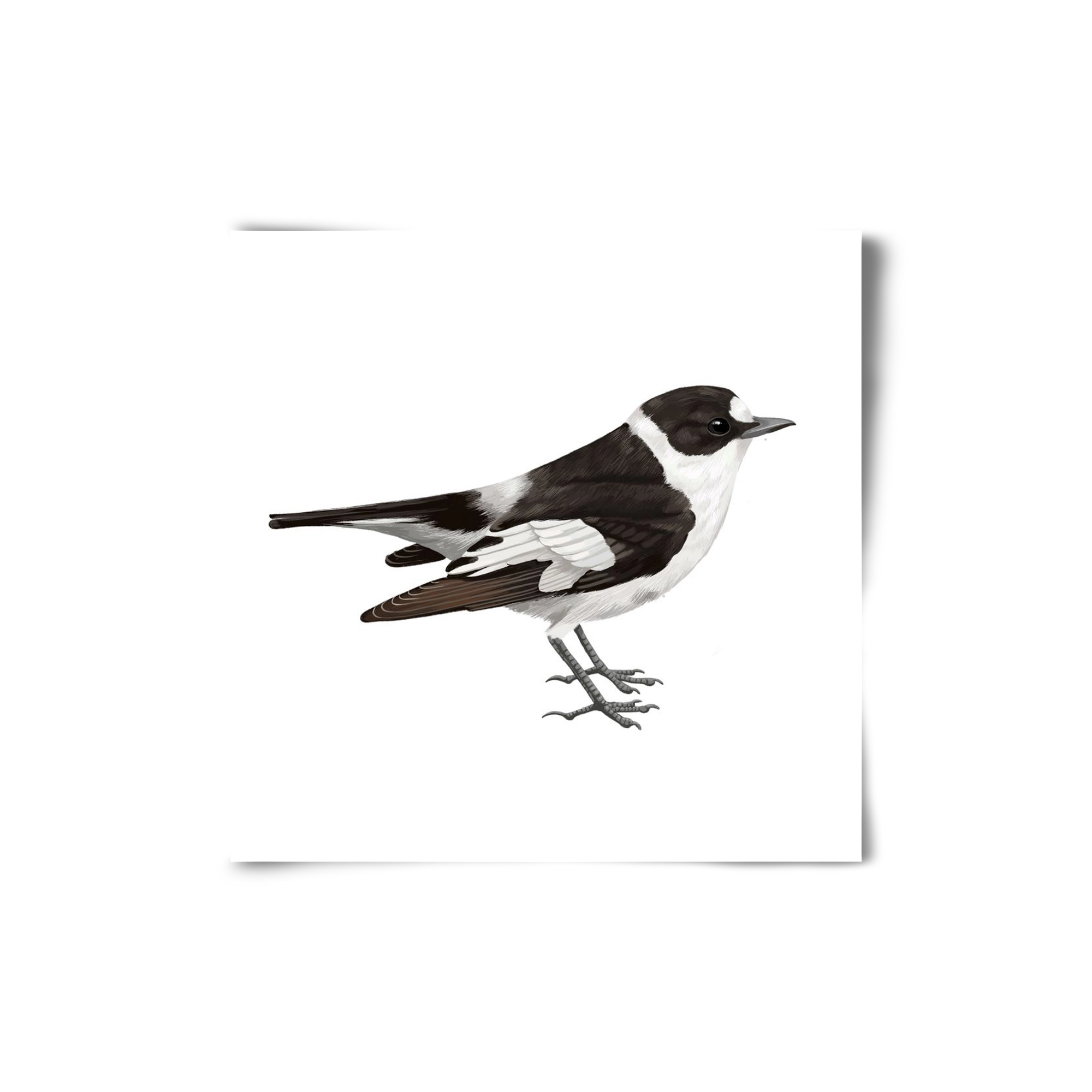 Örvös légykapó , 20x20 cm, Keret nélkül