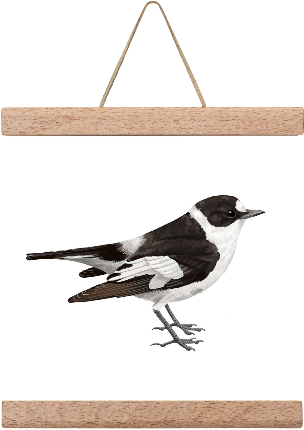 Örvös légykapó , 20x20 cm (20x20 cm), Tölgy akasztó