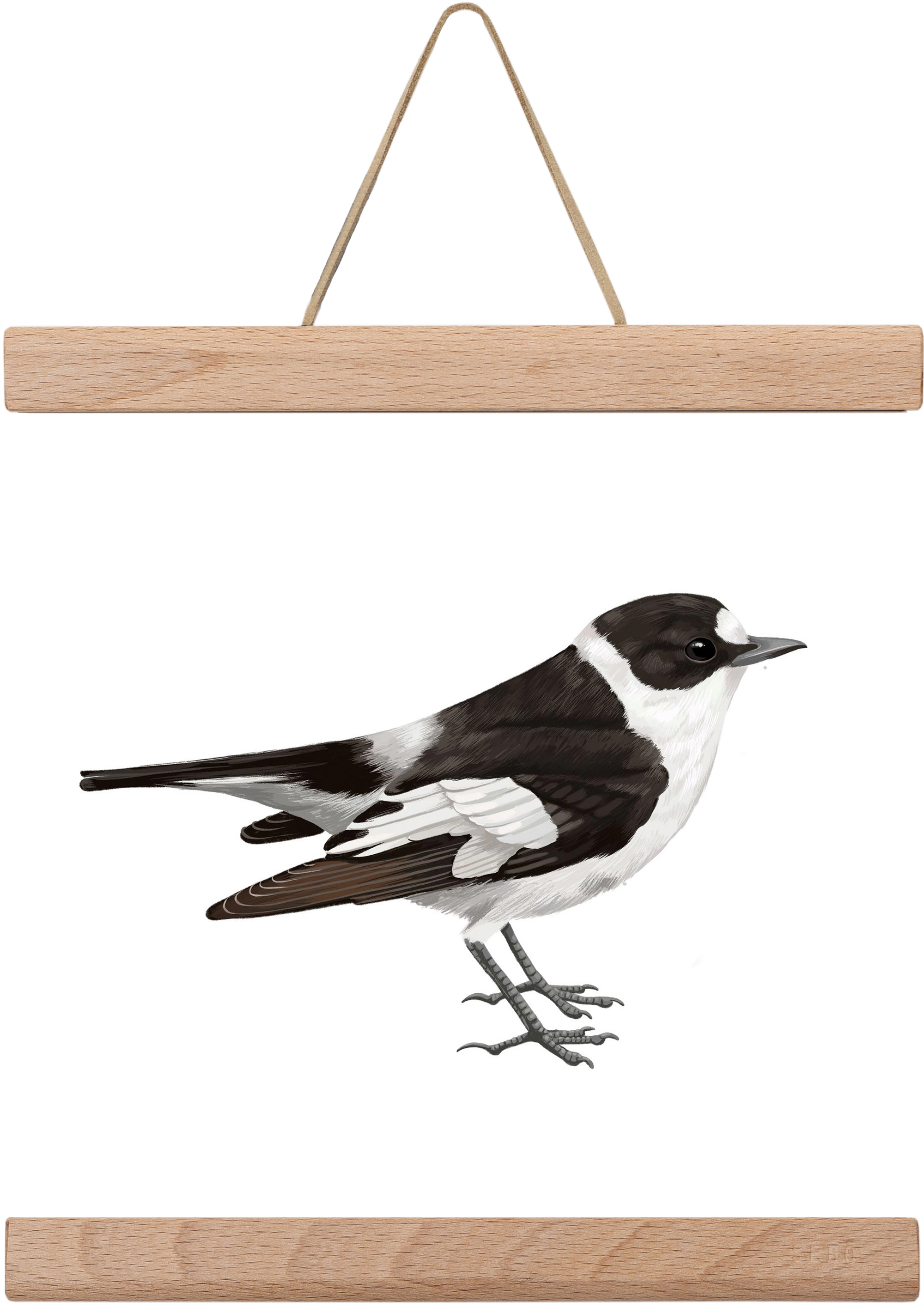 Örvös légykapó , 20x20 cm (20x20 cm), Tölgy akasztó